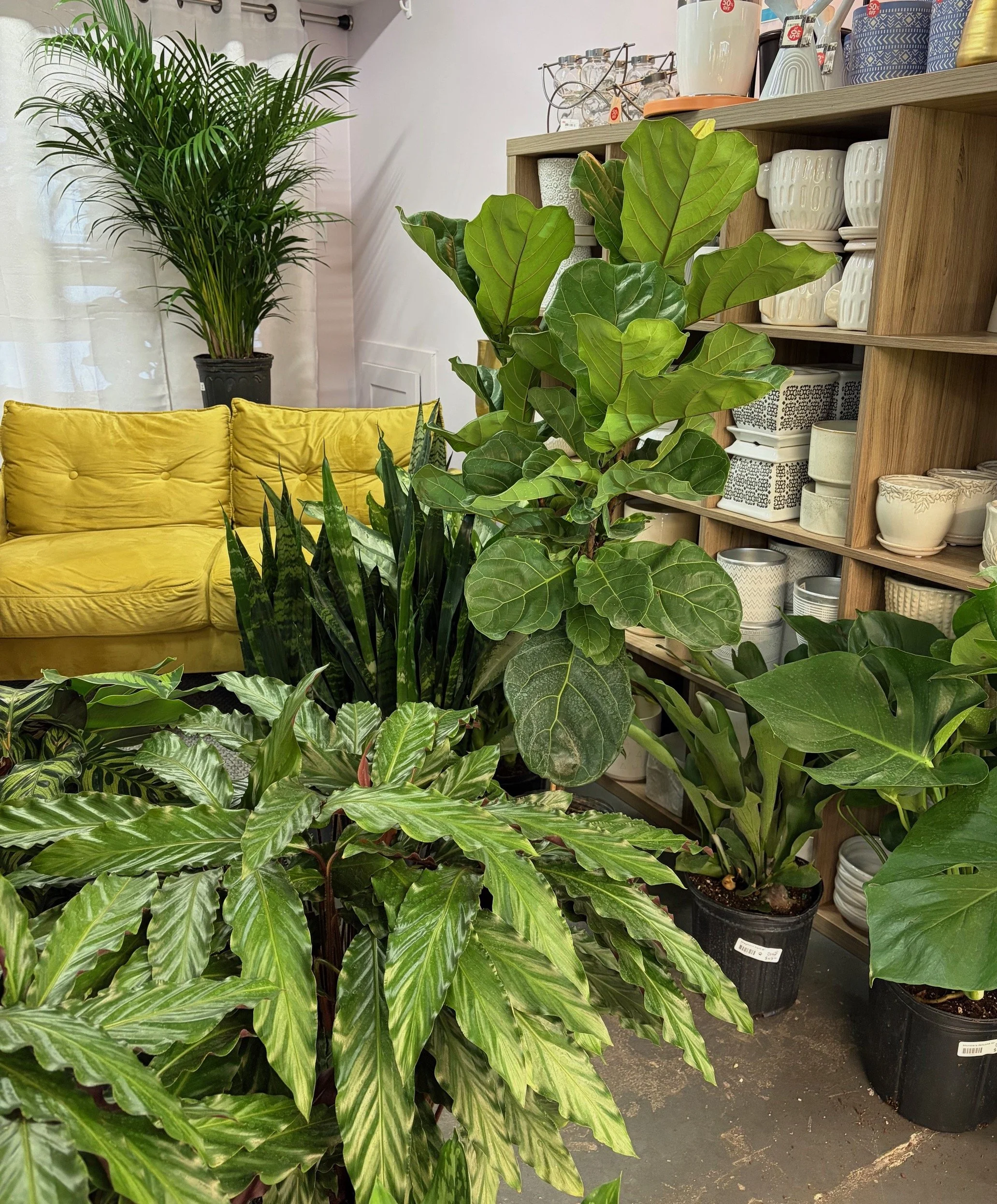 Multiply Your Houseplants!