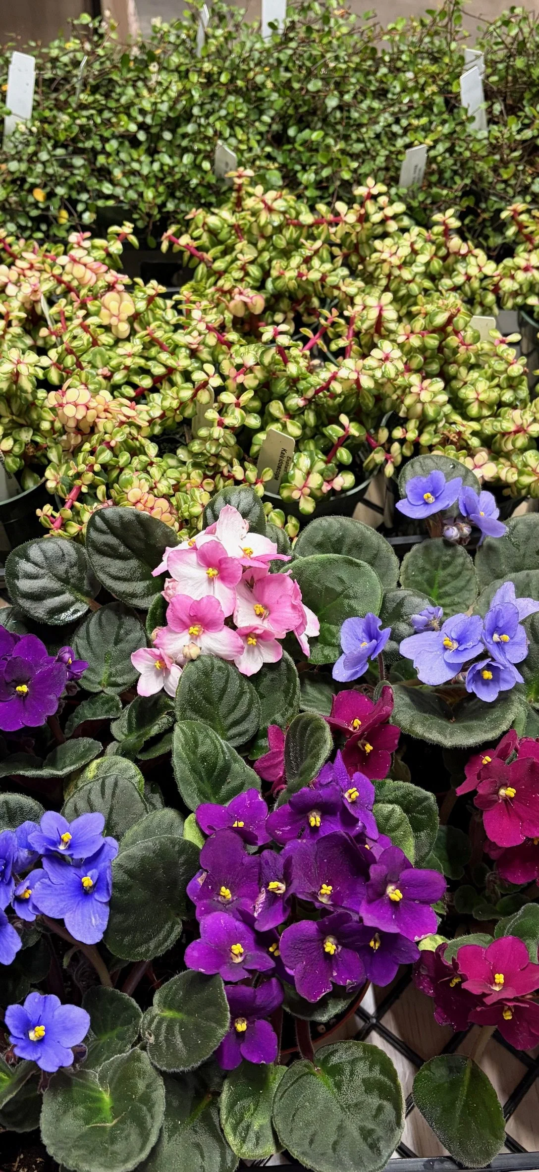 Common Houseplant Problems &amp; Fixes