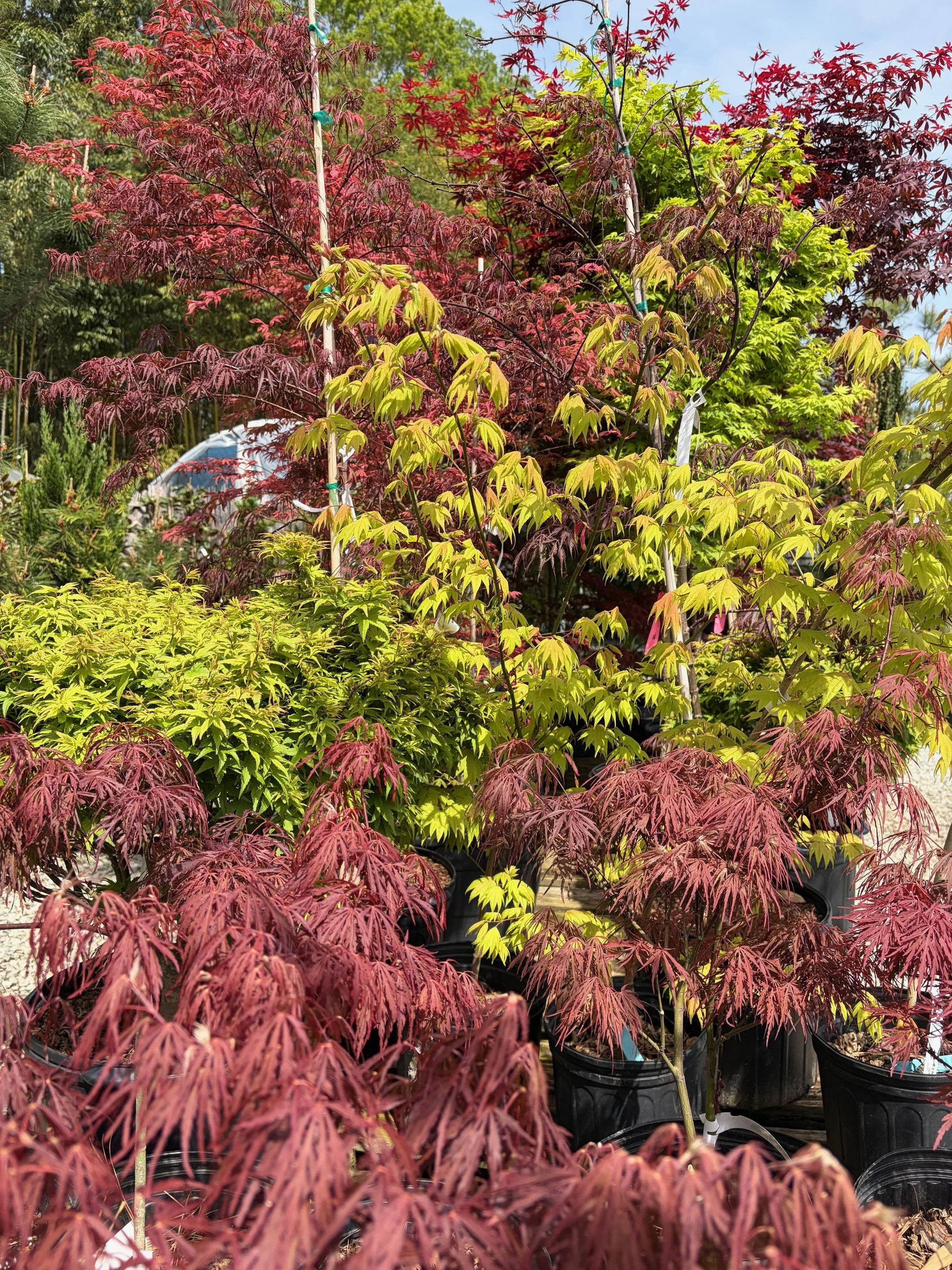 April’s Plant of the Month: Japanese Maples