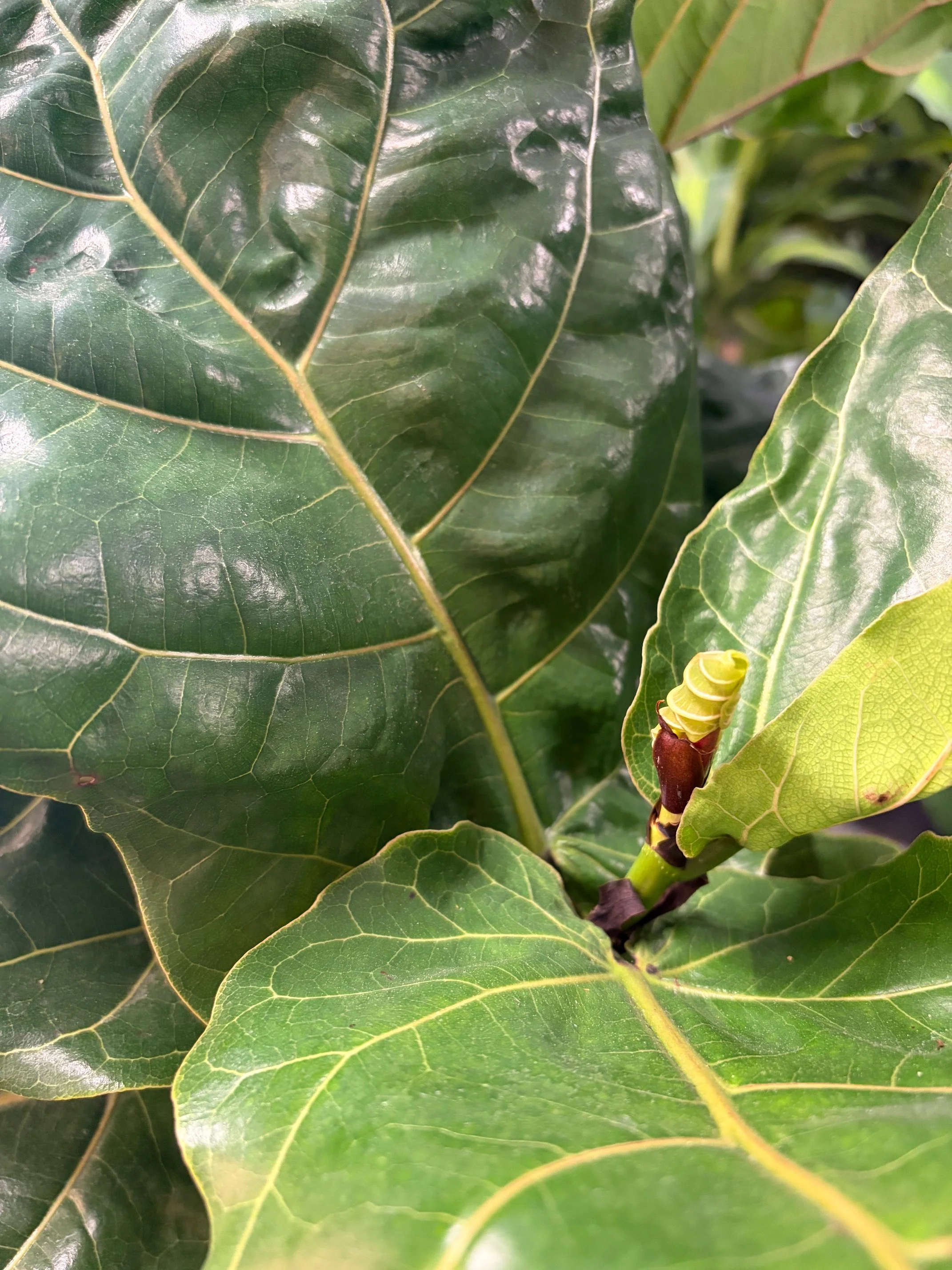 Houseplants Outside In Summer