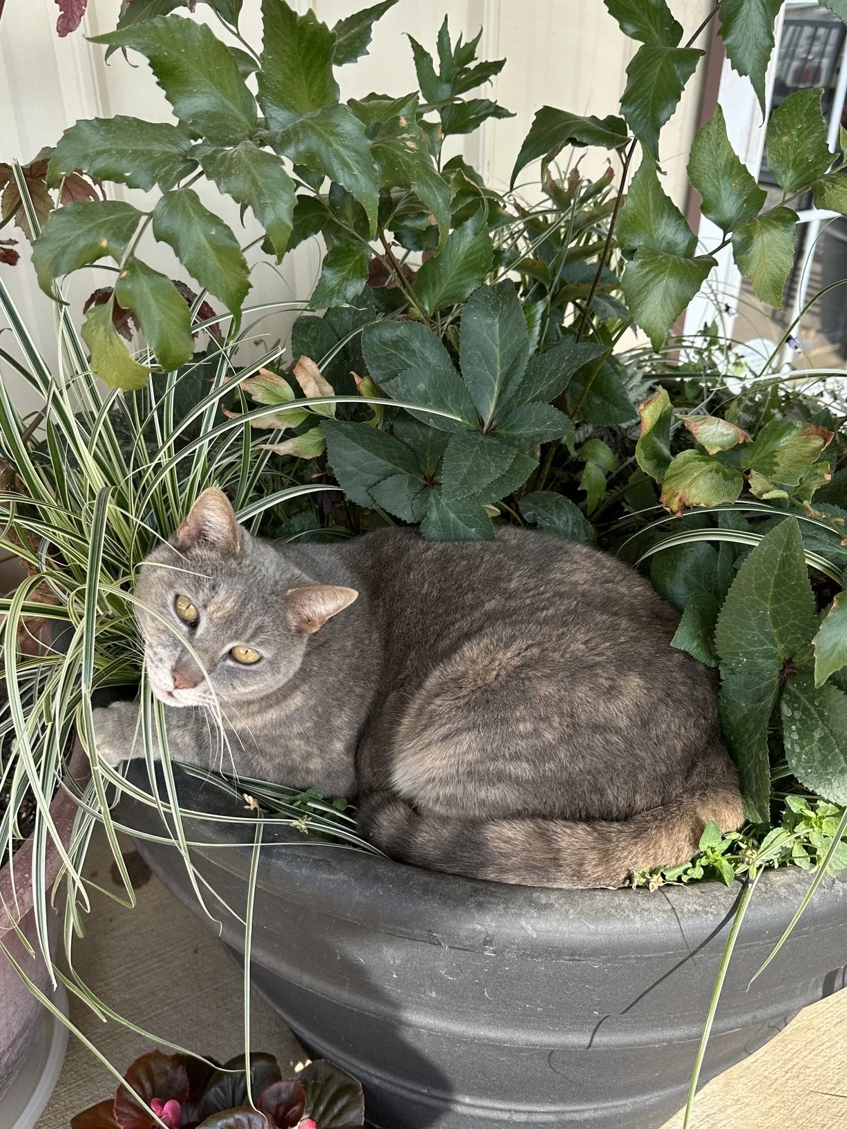 Cat Friendly Plants