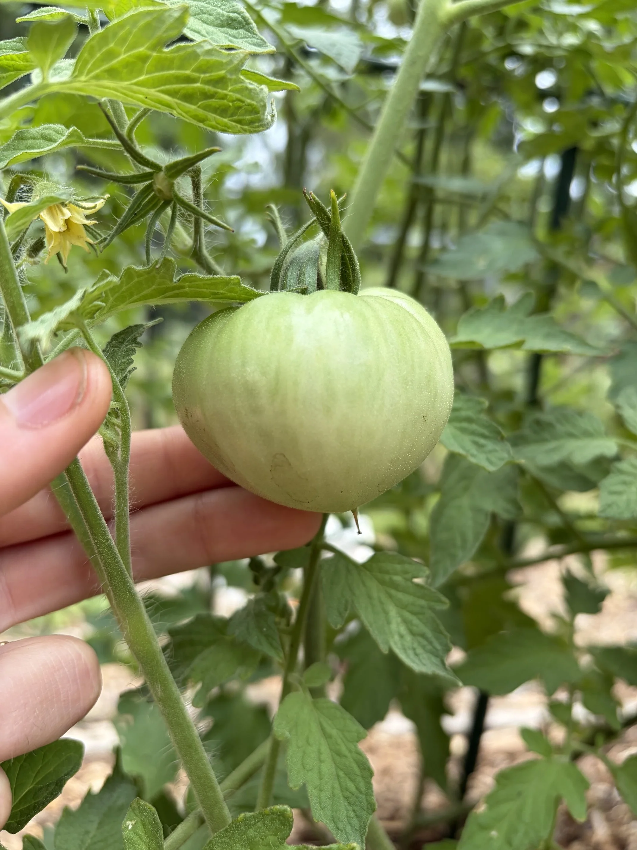 Bigger and Better Tomato Harvest