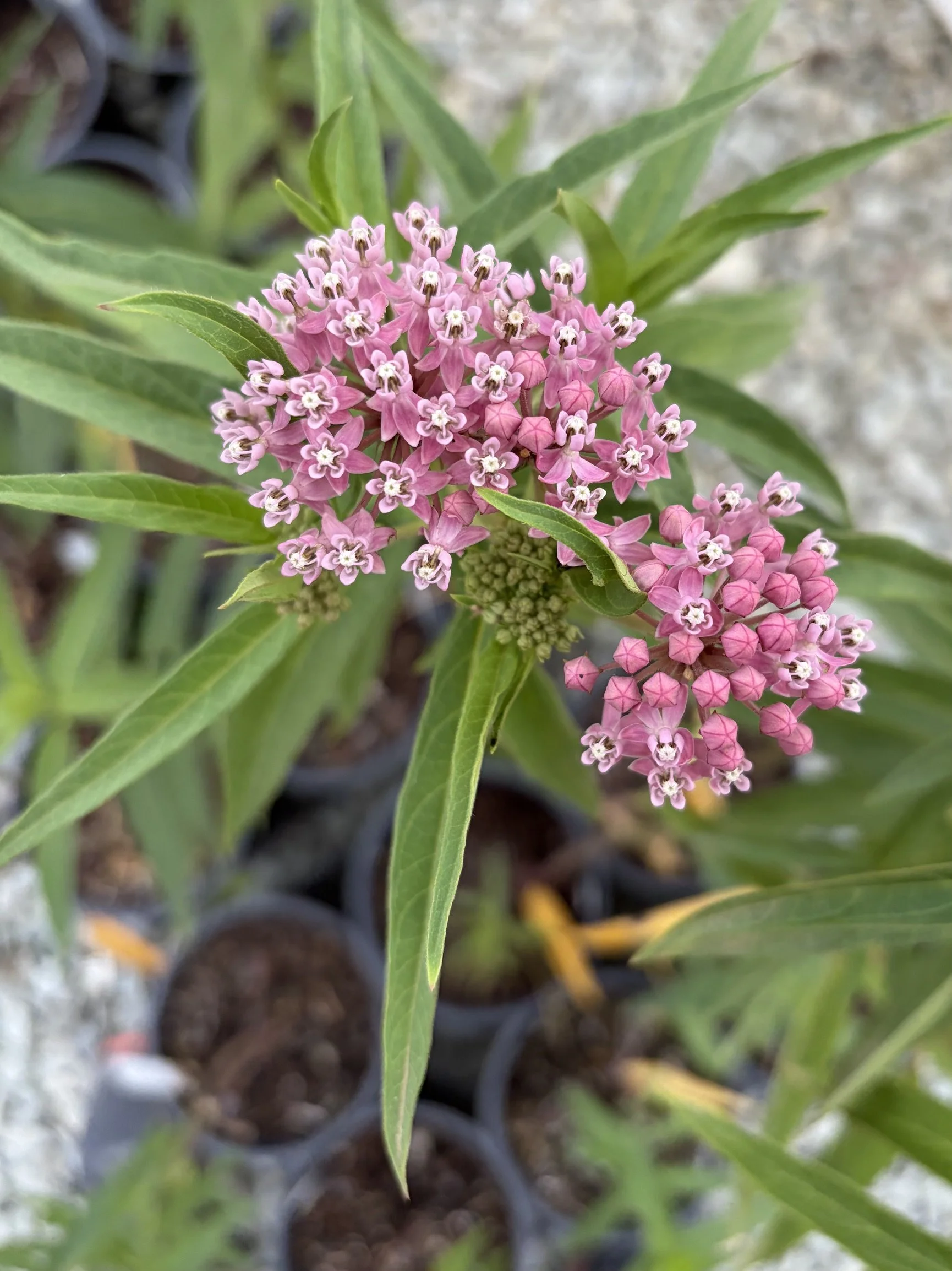 June’s Plant of the Month: Milkweed