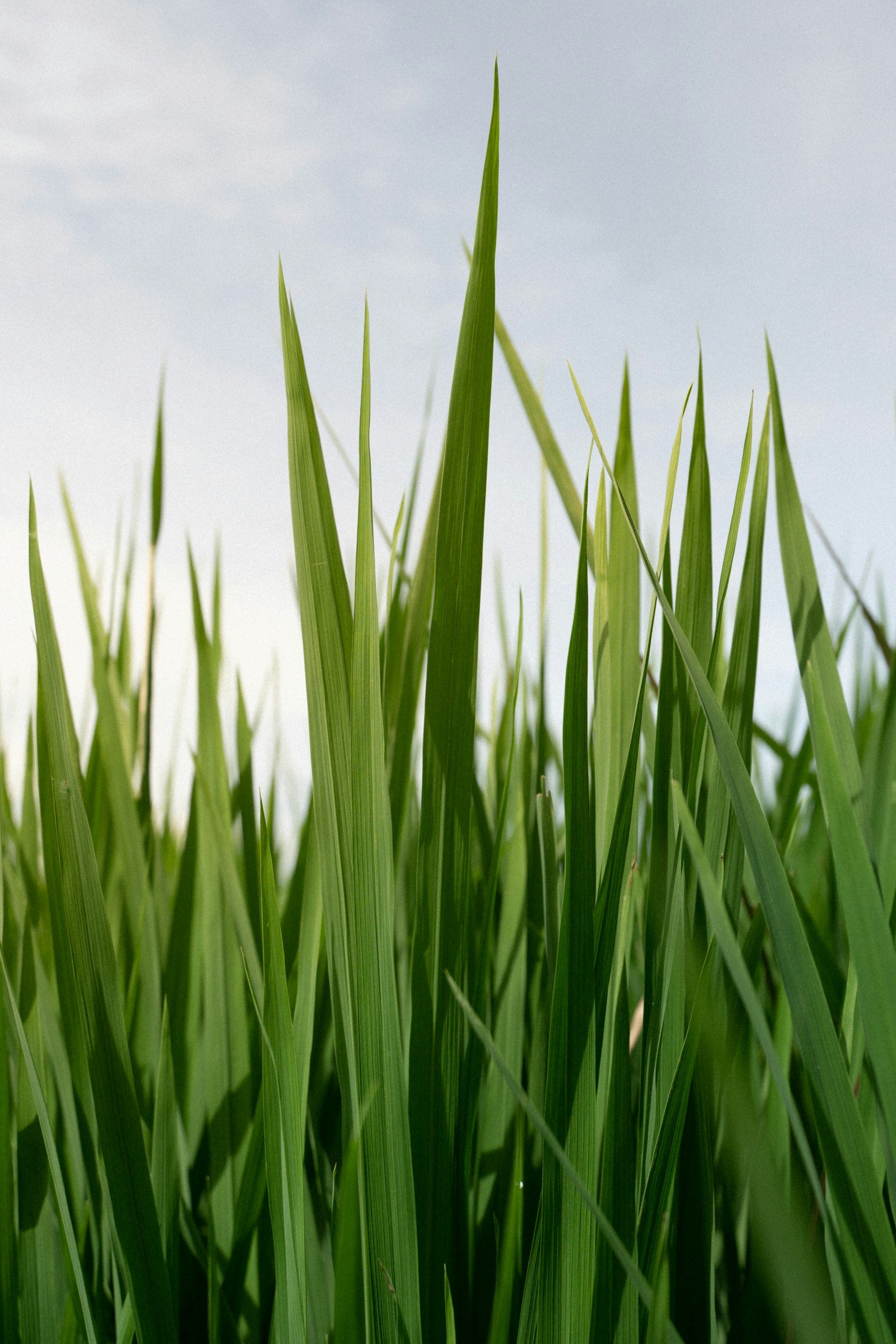 Summer Lawn Care