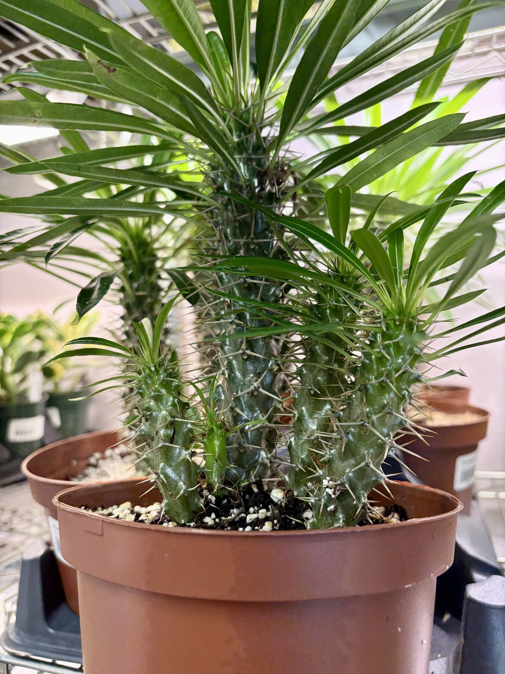 July Plant of the Month: Madagascar Palm