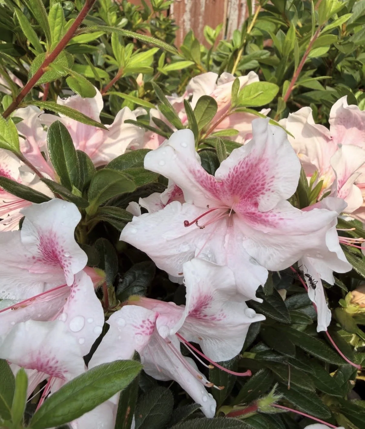 Common Encore Azalea Pests