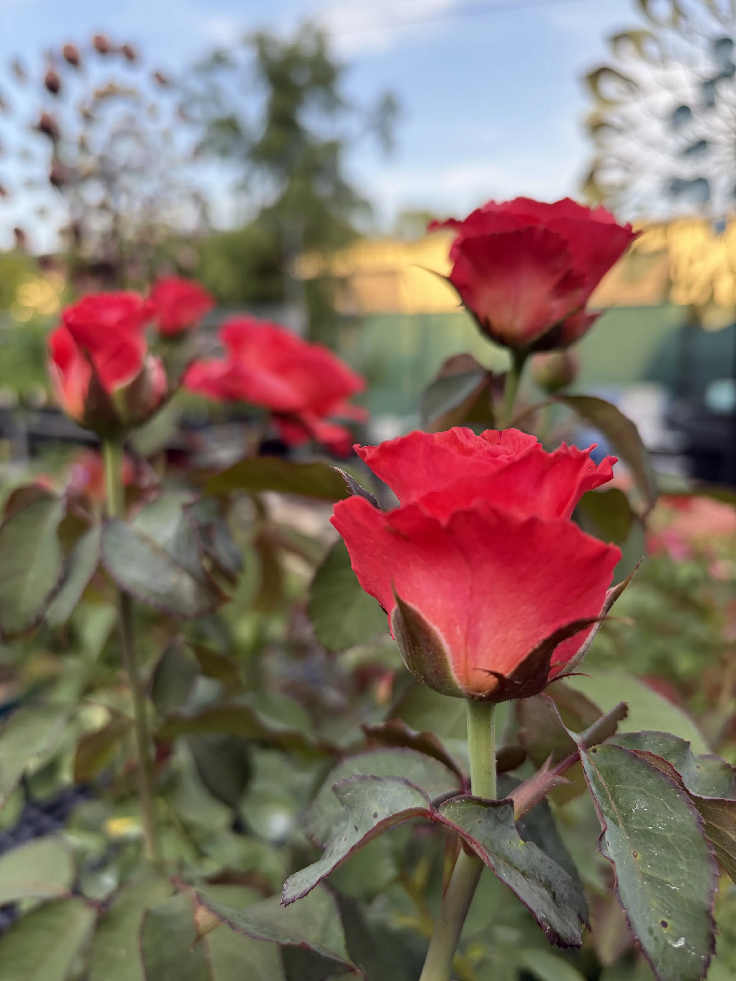 August Plant of the Month: Witherspoon Roses
