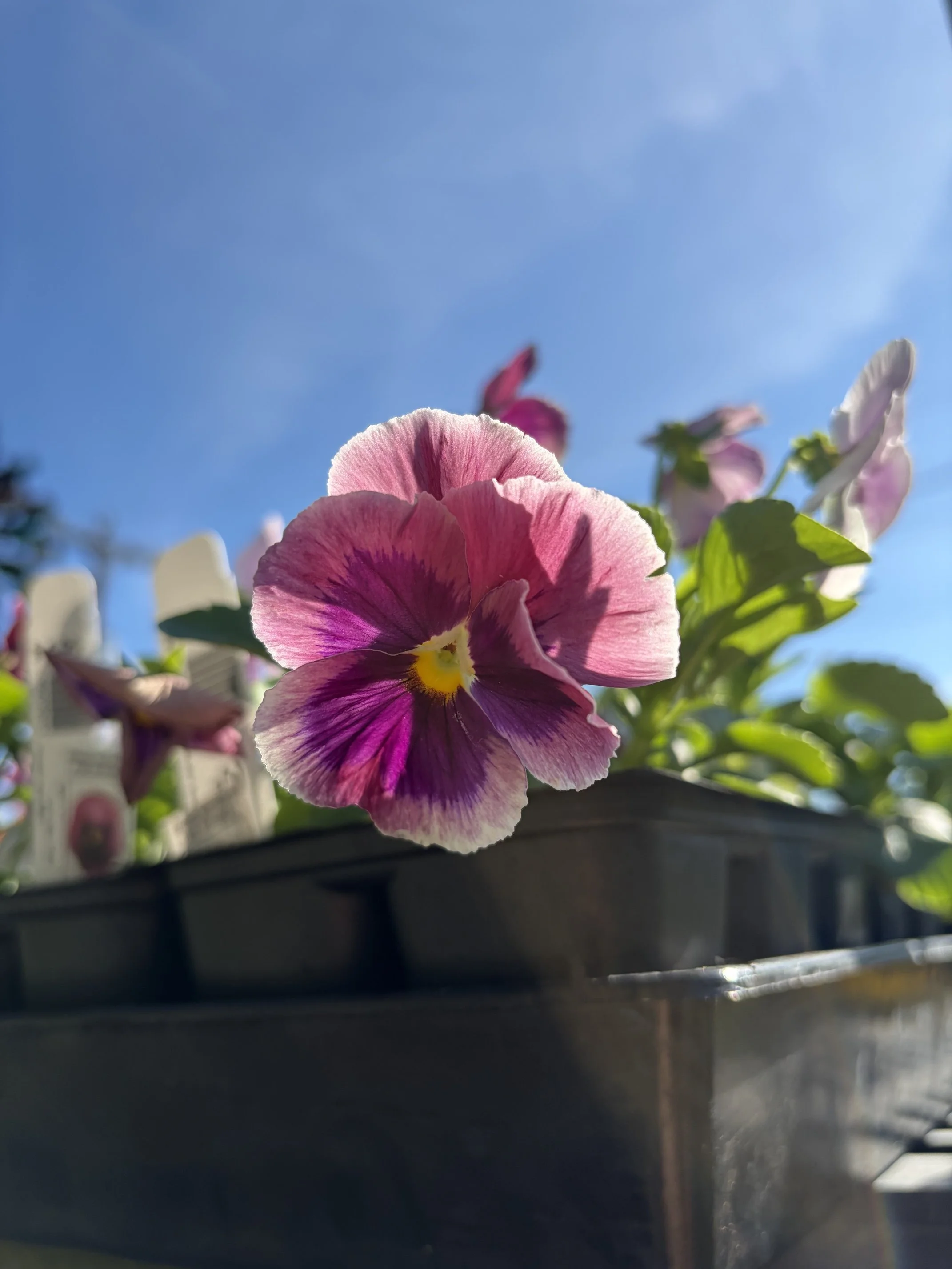 Using Pansies in the Kitchen
