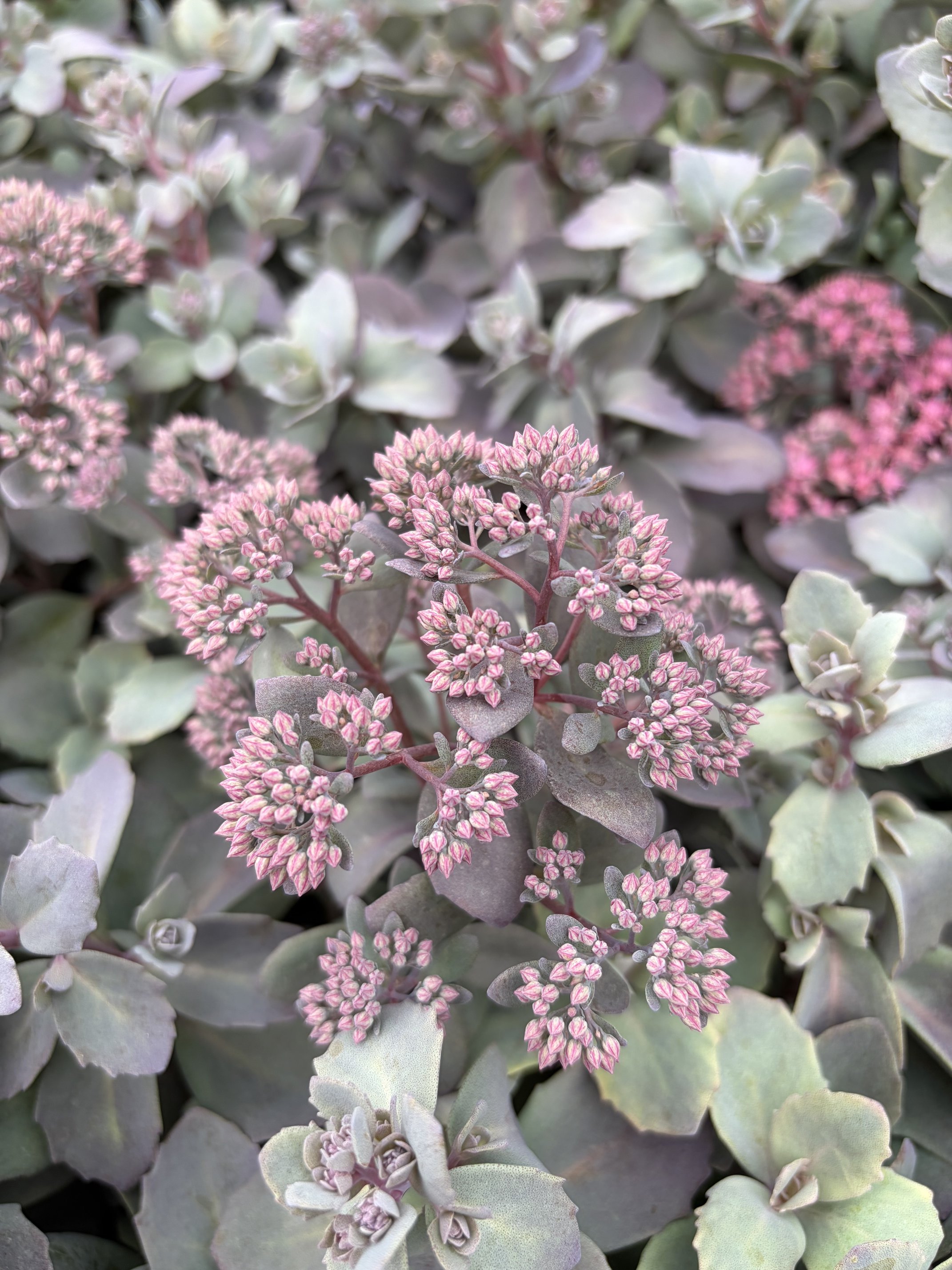 Best Groundcovers to Plant in Fall