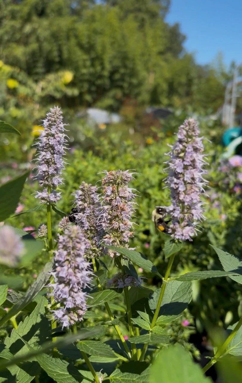 September Plant of the Month: Anise Hyssop