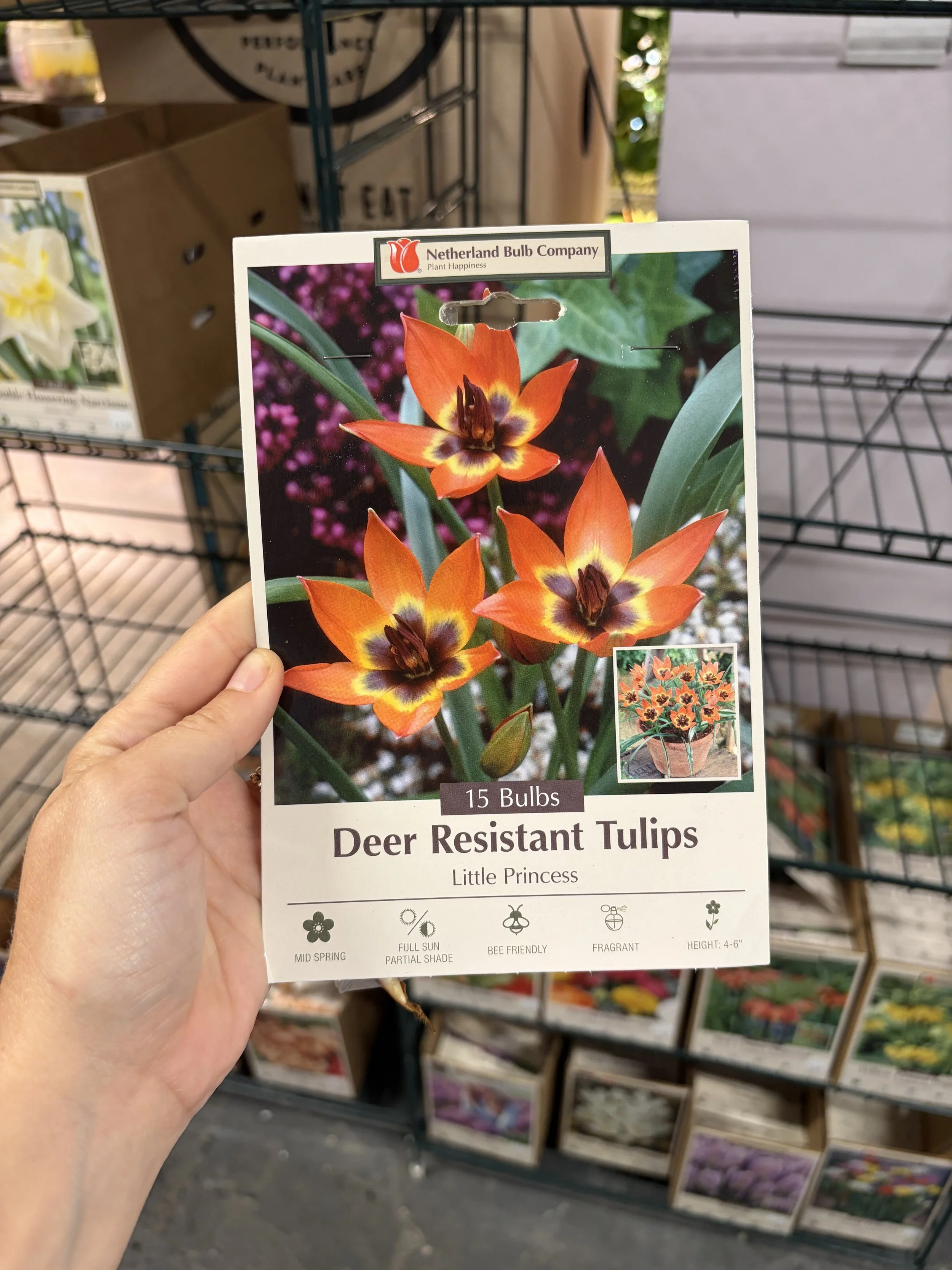 October Plant of the Month: Deer Resistant Tulips