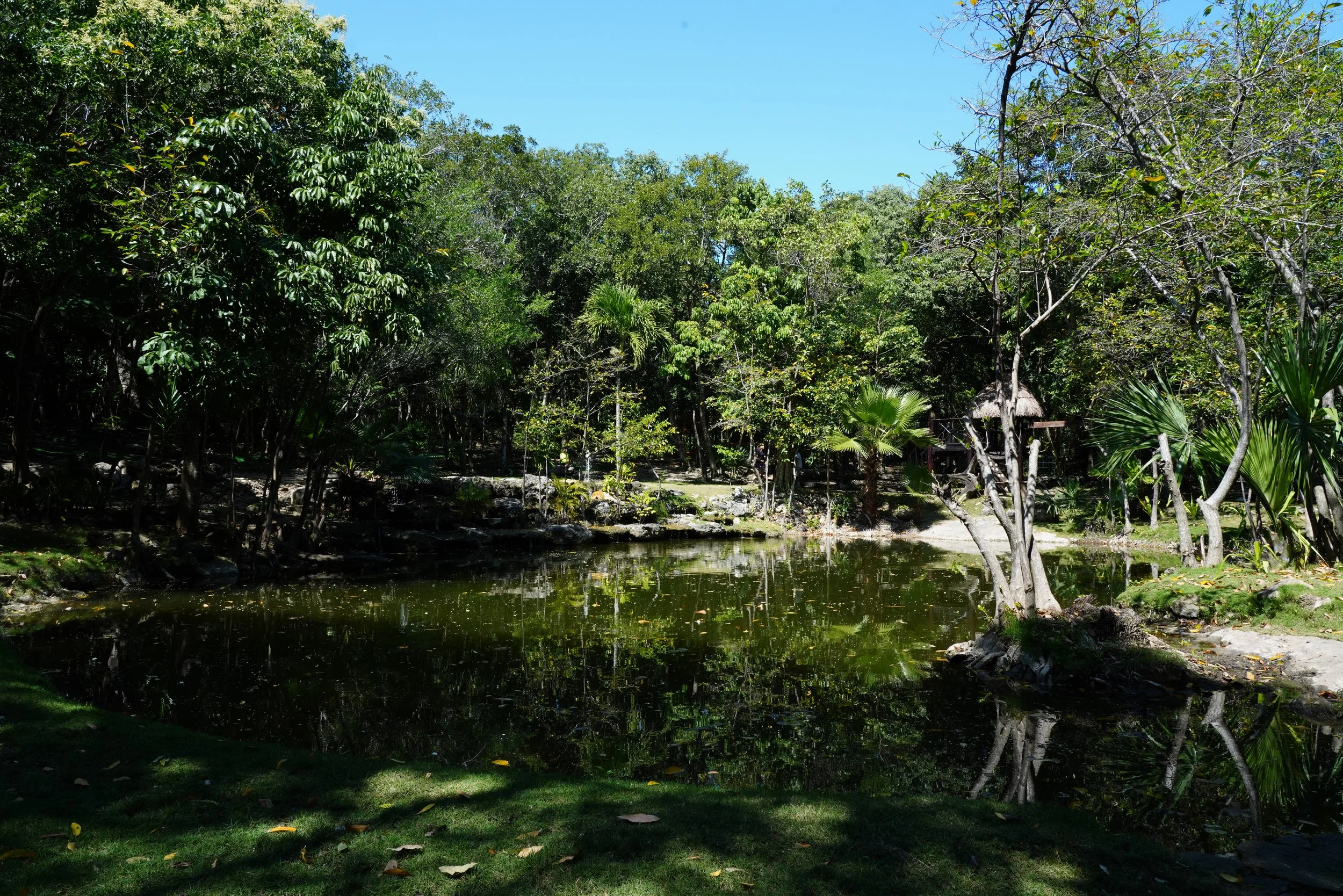 A peaceful scene of a small pond surrounded by lush green trees and plants under a clear blue sky.