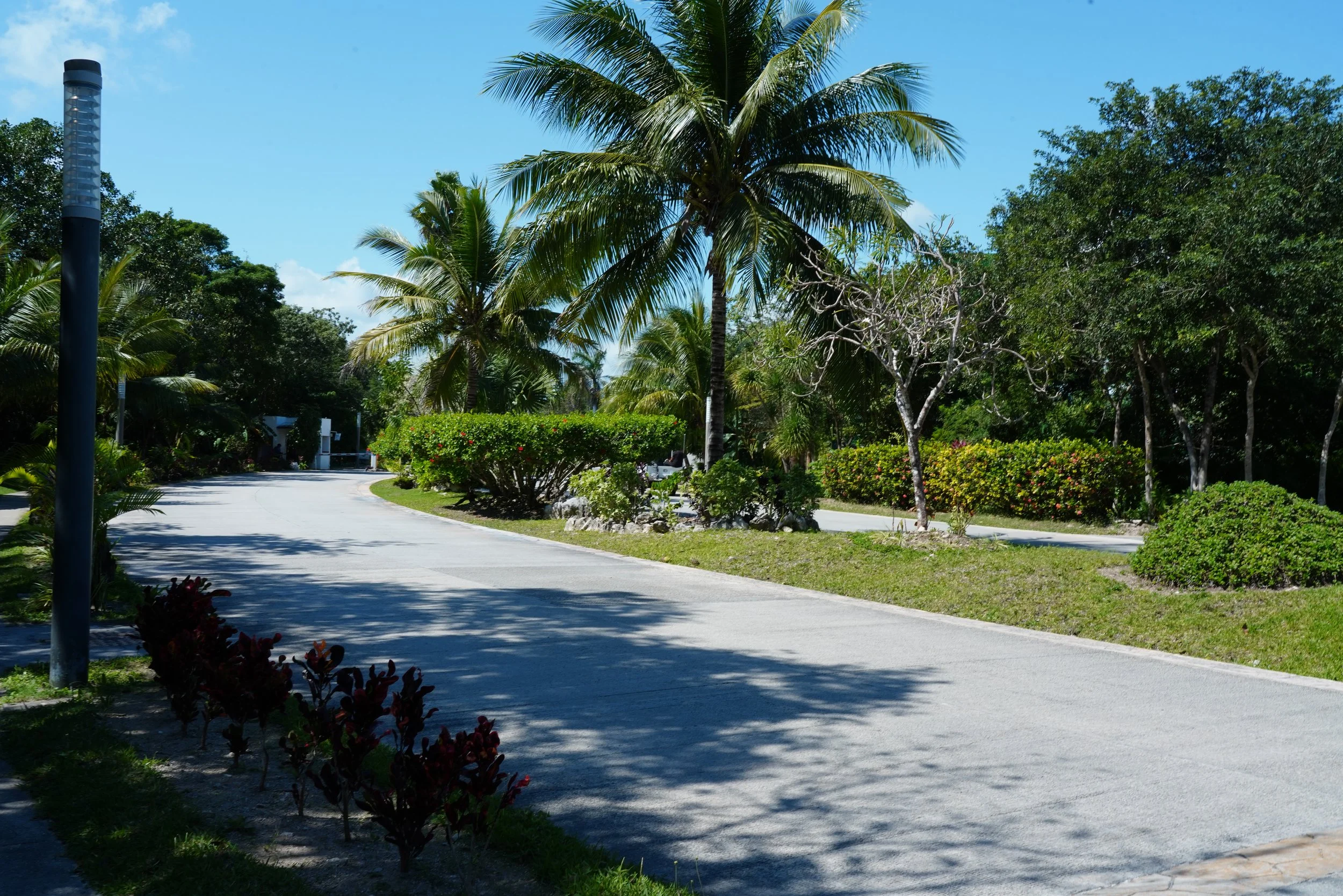 A sunny scene with a winding paved pathway surrounded by lush green tropical foliage, including several palm trees, with some shadows cast on the ground.