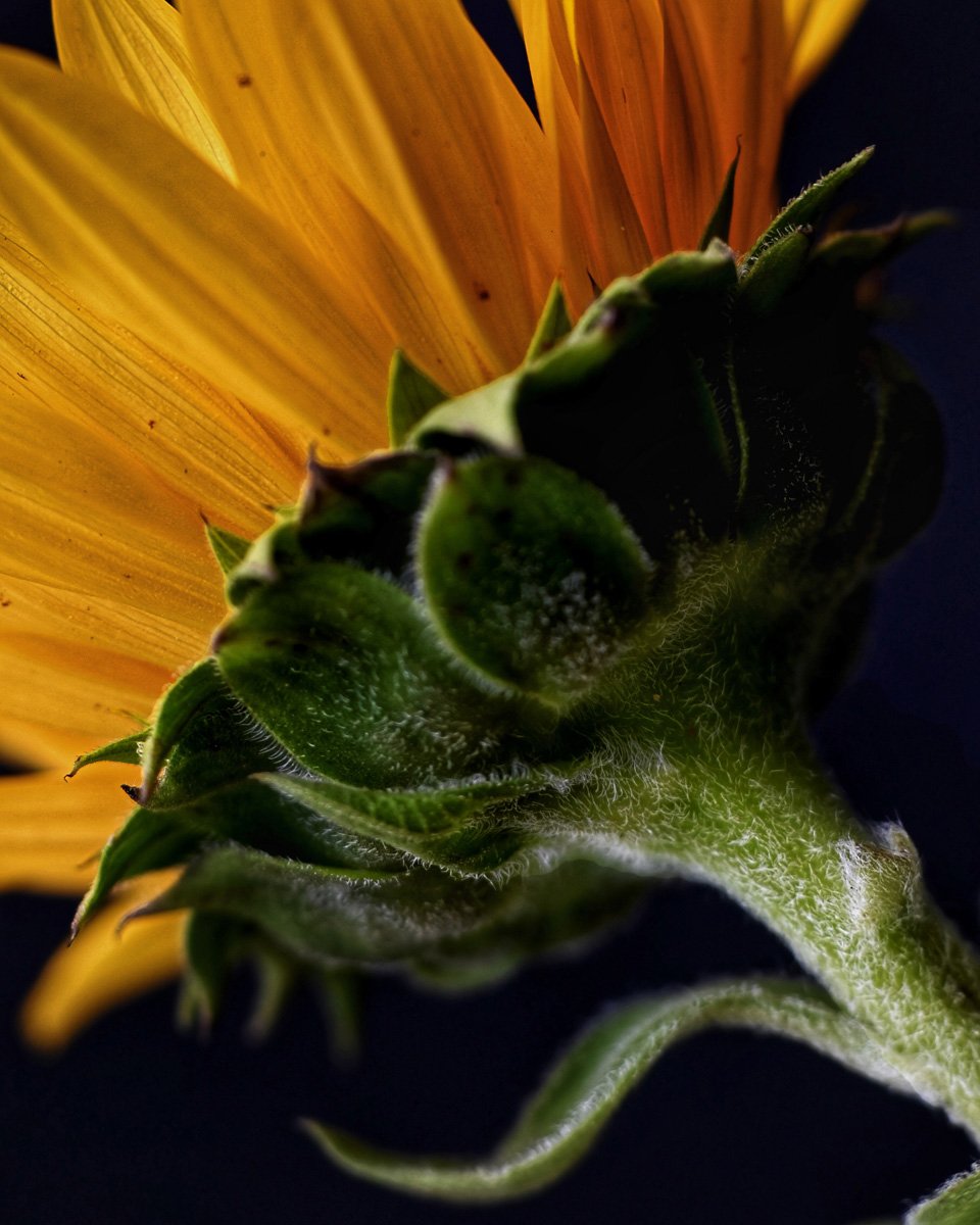 Sunflower, alone
