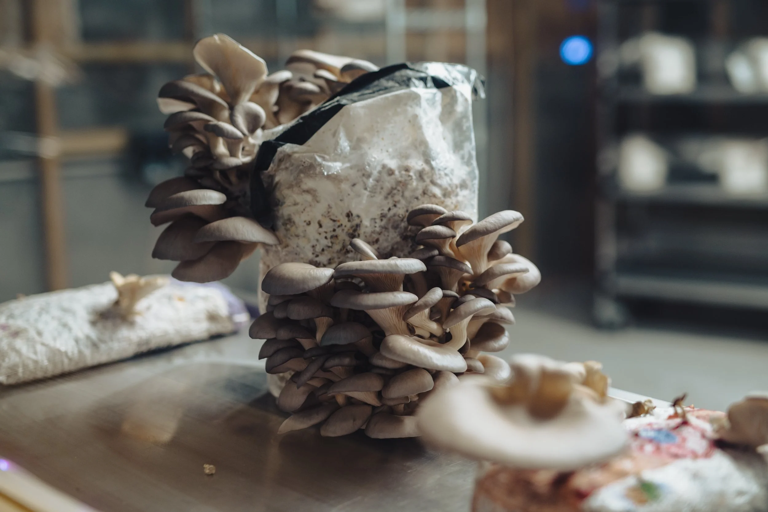 Mushrooms growing on a plastic bag filled with substrate on a wooden table.