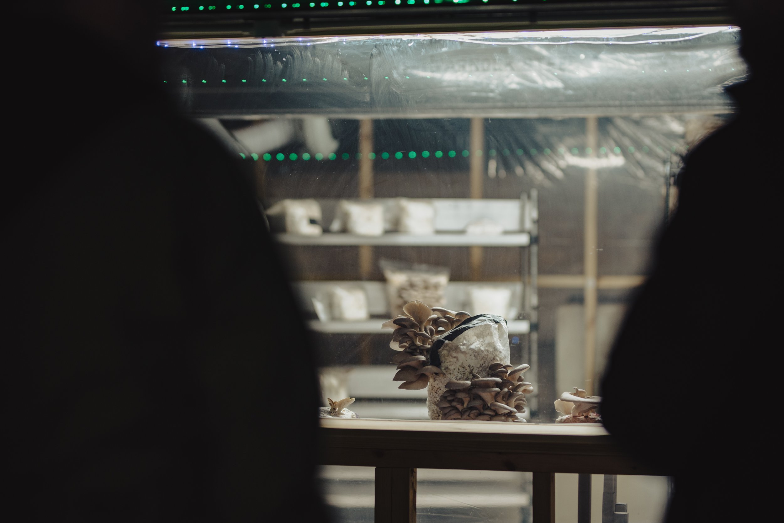 Mushrooms growing on a bag inside a grow room, viewed through a window with two black silhouettes in the foreground.