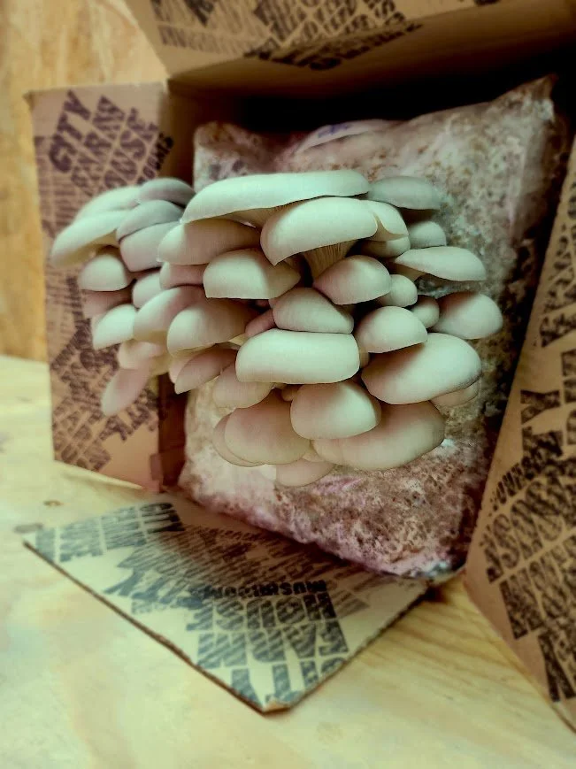 Large grow at home kits.jpg