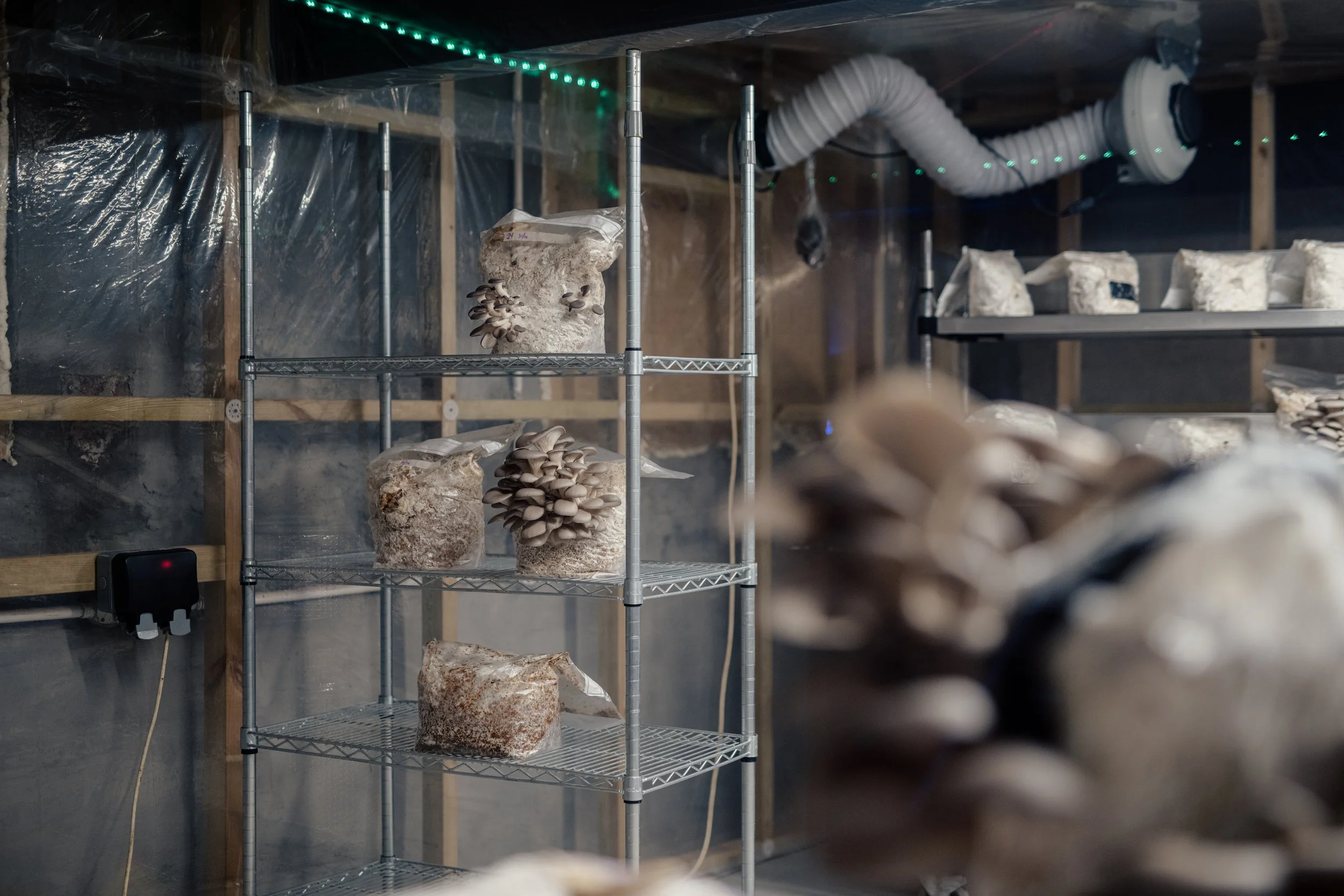 Shelving unit with bags of mushroom substrate and growing mushrooms in a basement grow room.