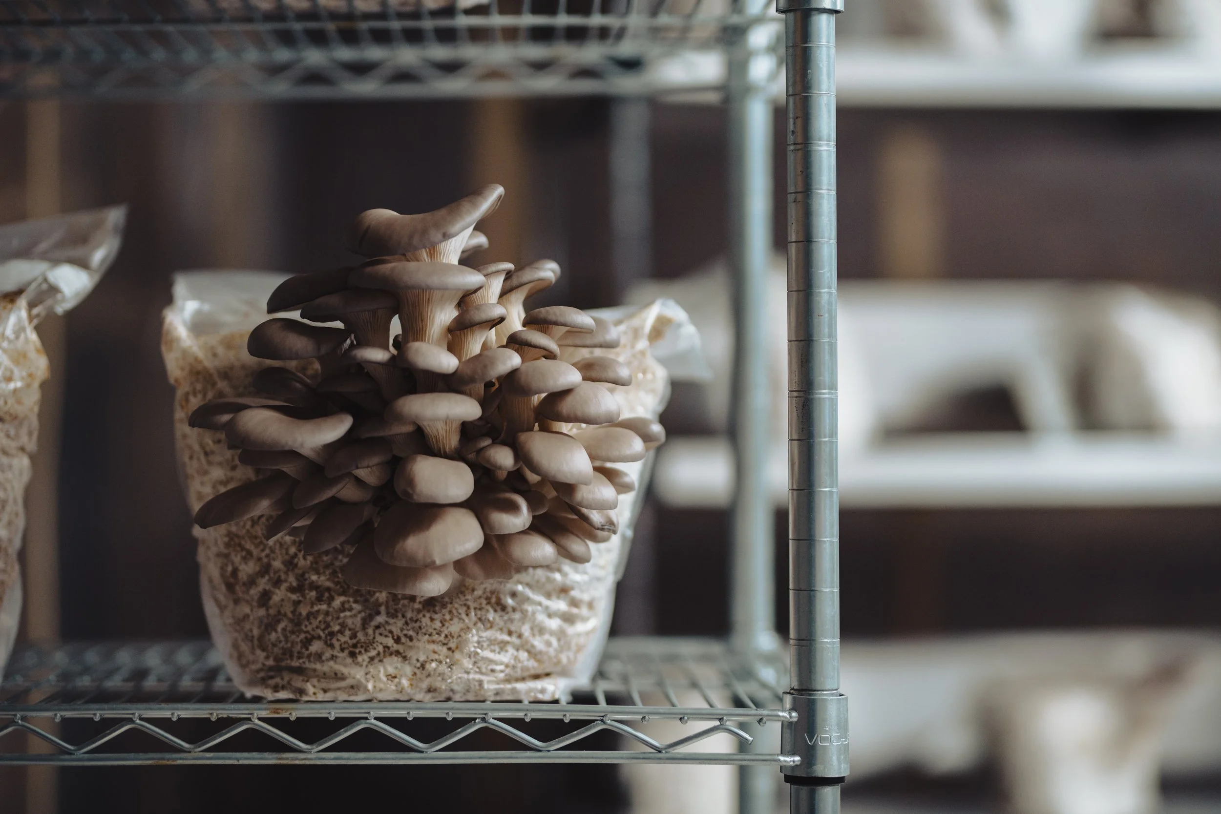 Mushrooms growing on a bag of substrate on a metal shelf in a controlled environment.