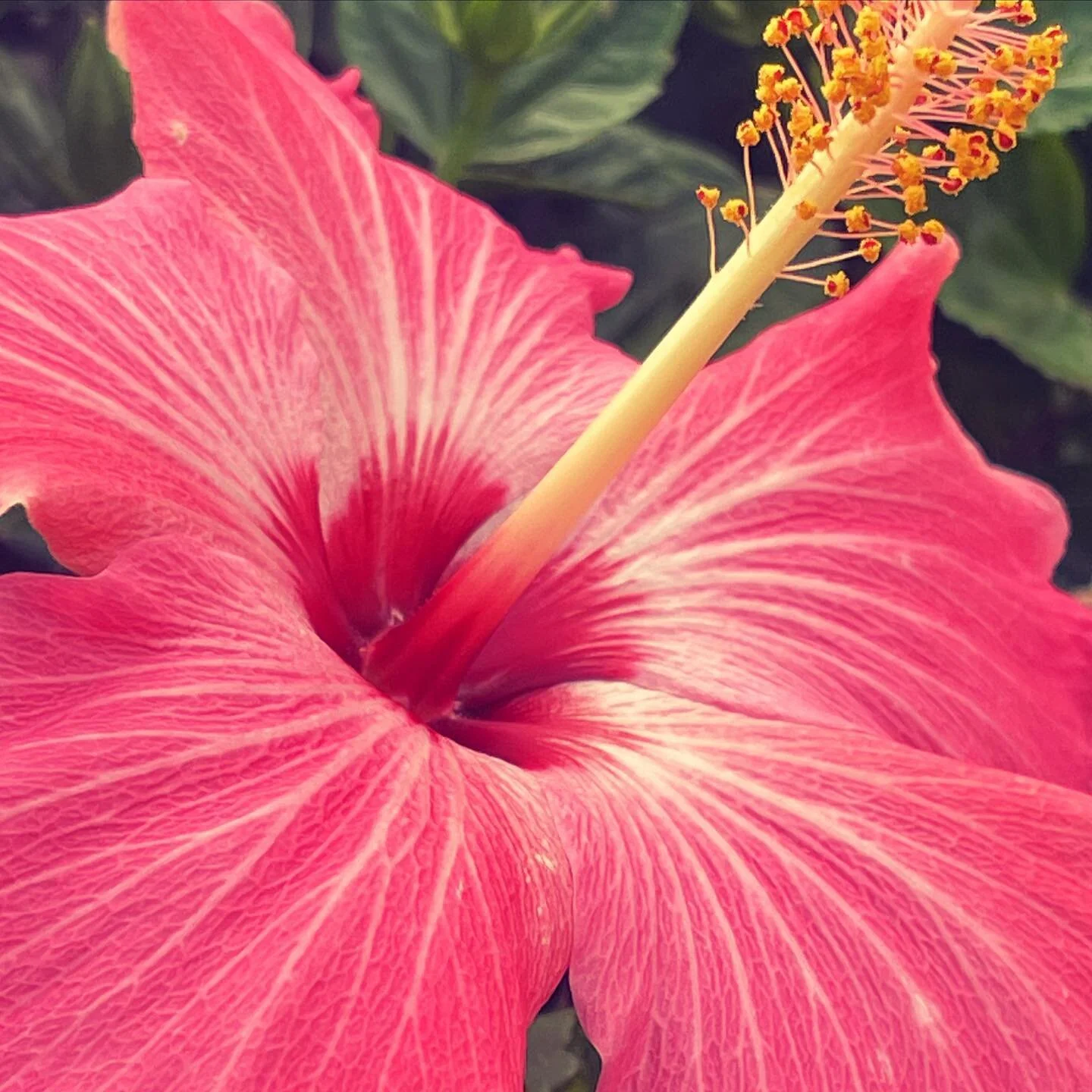 look closely&hellip; the joie de vivre is resilient and ever-present #ojas #joiedevivre # joyoflife #nectar #nectaroflife #loveanyway