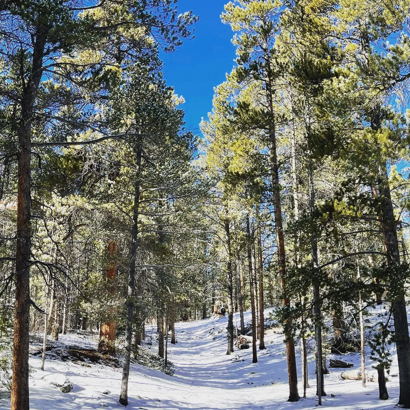 #forestbathing #terpenes 🌟