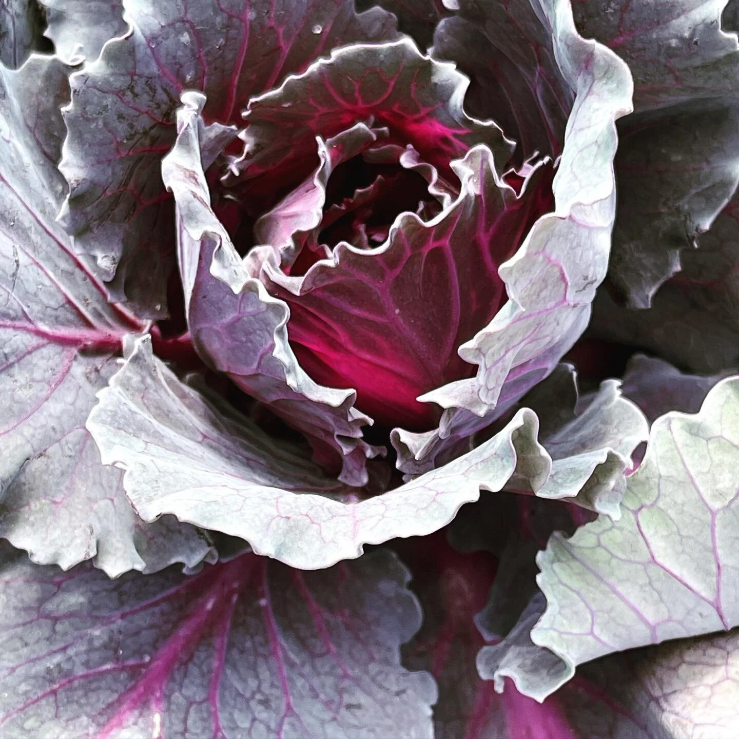 Walk as if you are kissing the Earth with your feet.
&mdash;Thich Nhat Hanh