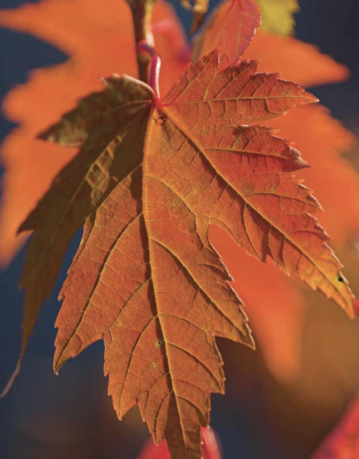 Screenshot 2023-12-17 at 6.15.45 PM.png