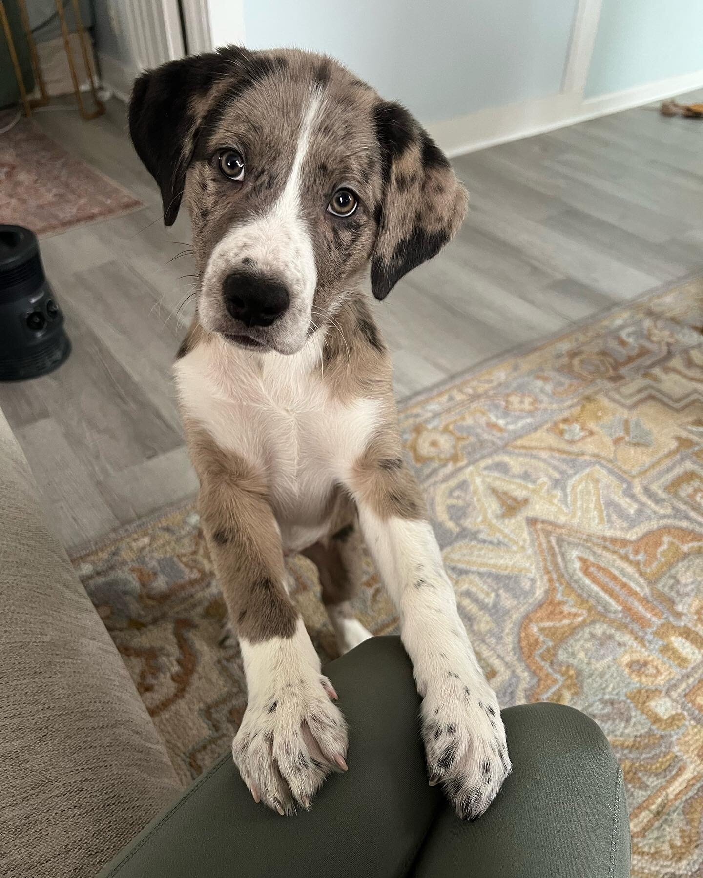 We are elated to introduce the newest member of our wolf pack&hellip;Georgia❣️ Our little Catahoula Leopard / Lab mix

We adopted her this weekend through @saveonesoularl 

She&rsquo;s already leaving paw prints all over our drawings &amp; hearts!