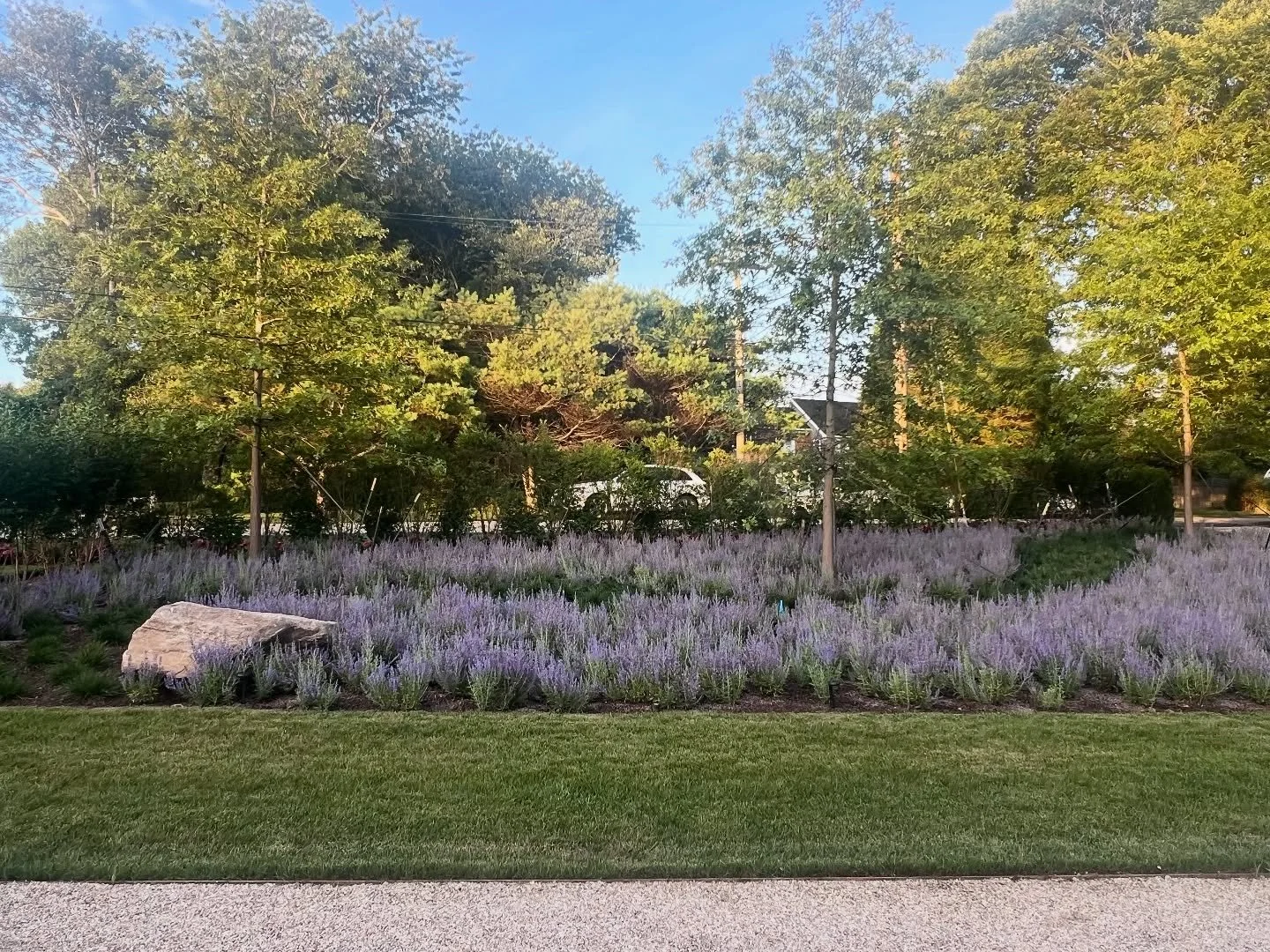 Bathing in the lavender haze of Russian Sage&hellip;Blurring the line between meadow and garden