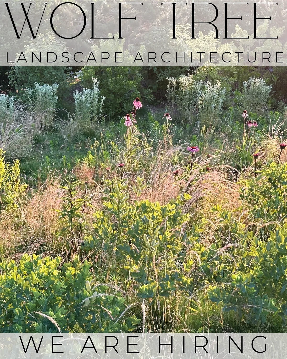 ✨ We&rsquo;re expanding our team ✨