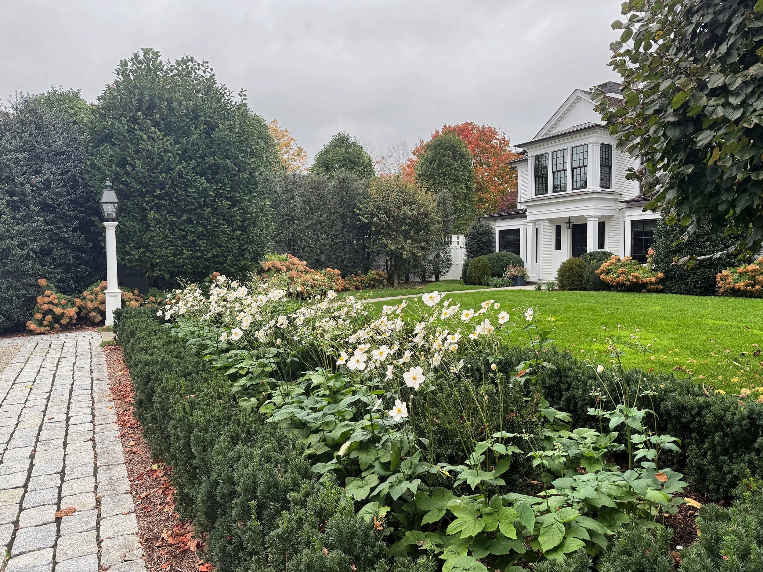 WolfTree_02_yew_border_full.jpg