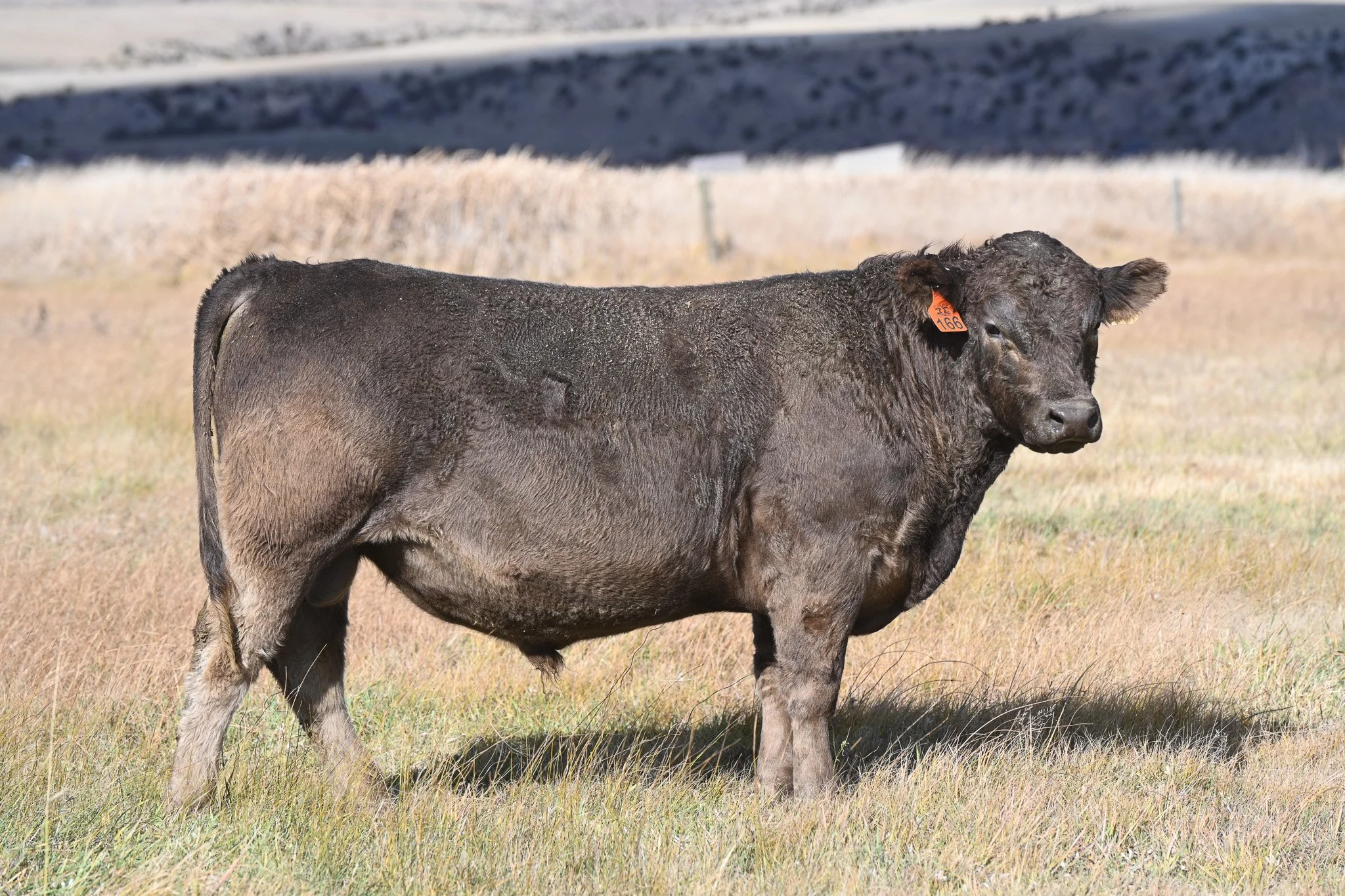 Murray Grey Yearling Bull