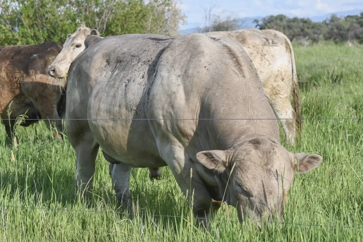 Murray Grey Bull