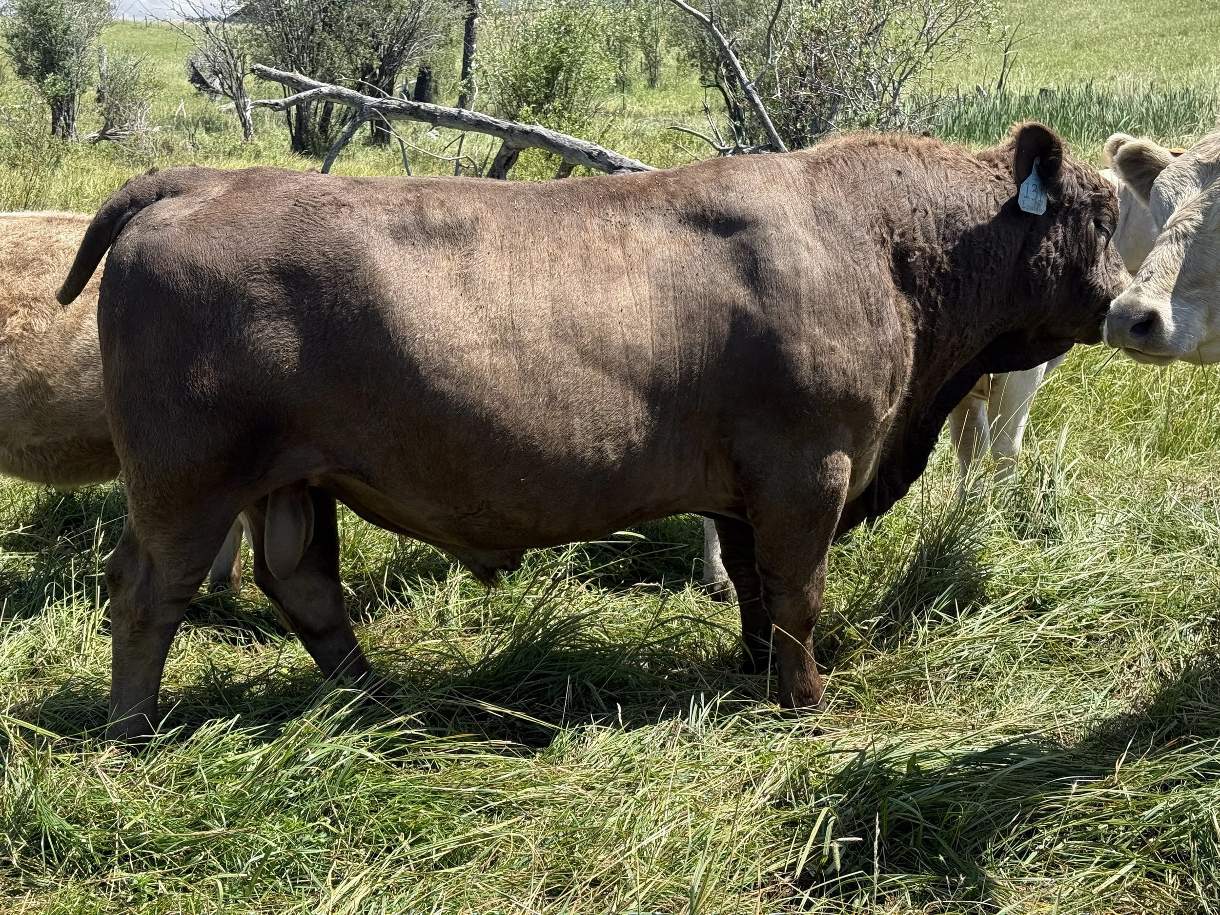 Murray Grey bull
