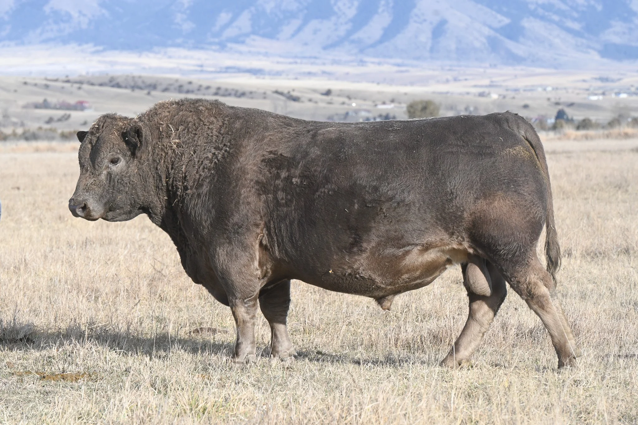 Murray Grey Bull