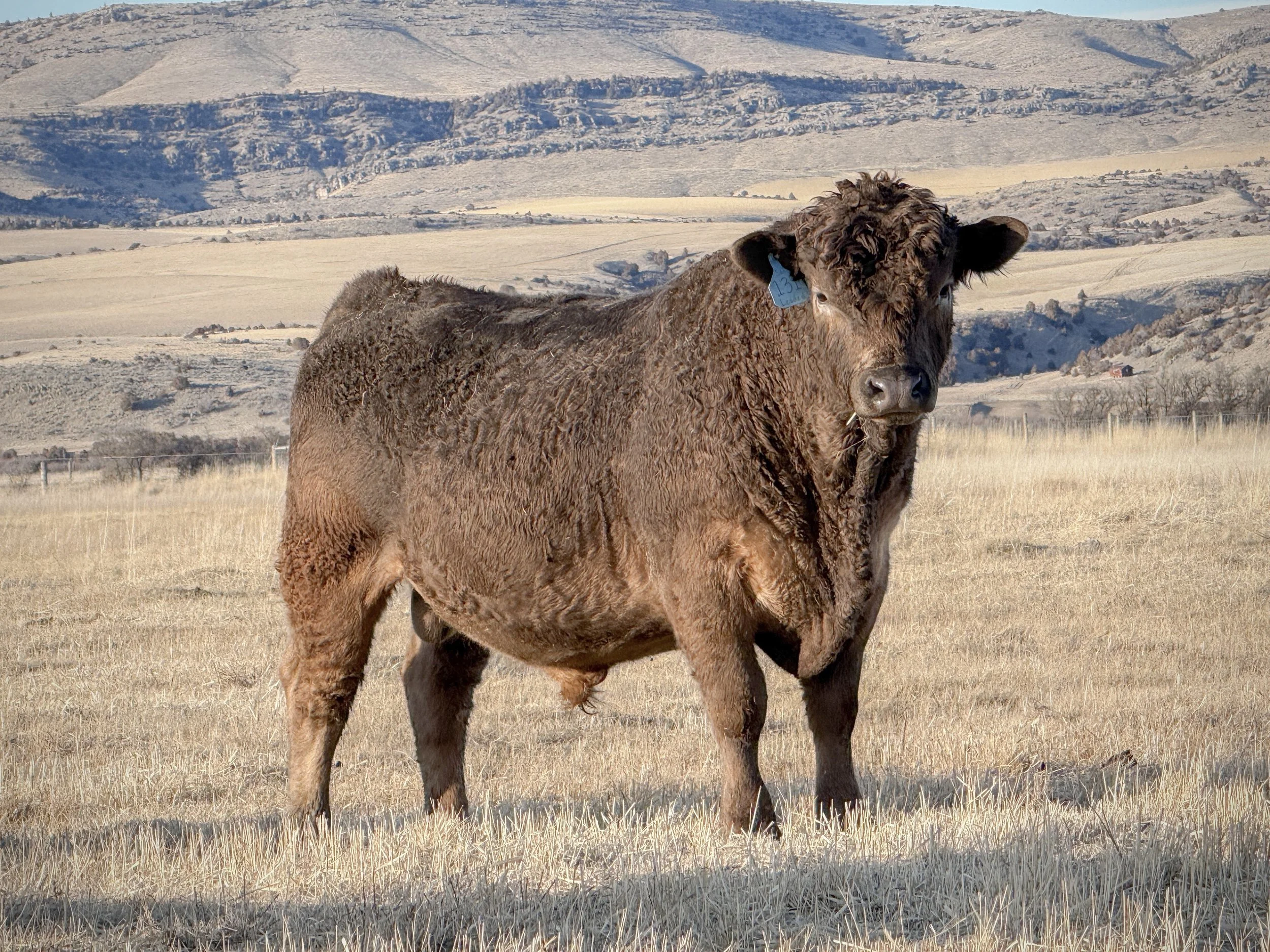 Murray Grey bull
