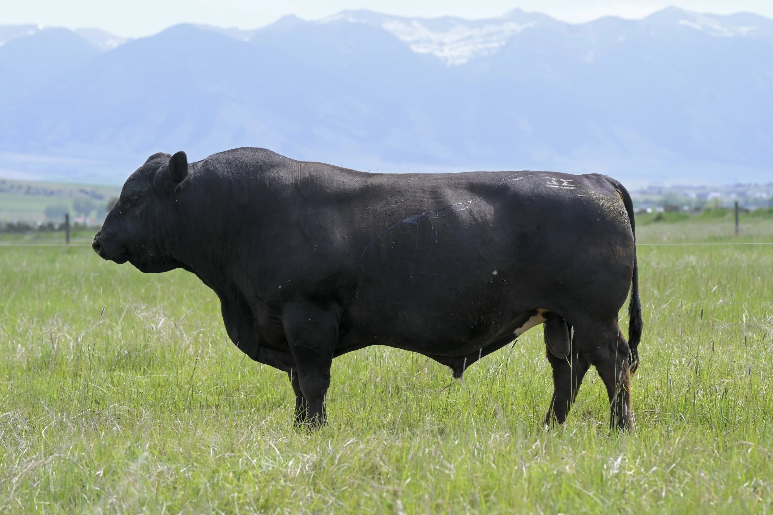 Black Murray Grey Bull