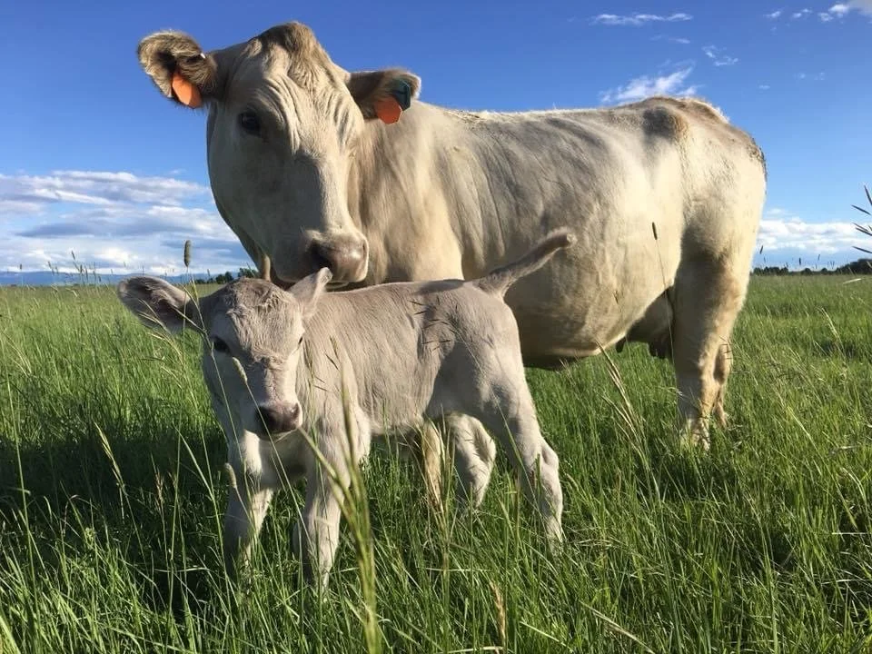 Stillwater Ranch Murray Grey Cattle