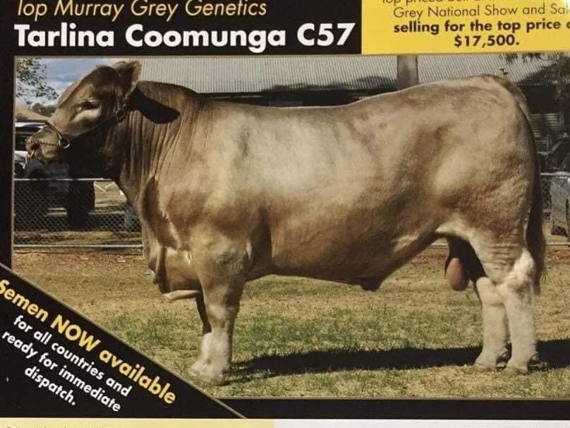 Tarlina Coomunga C57