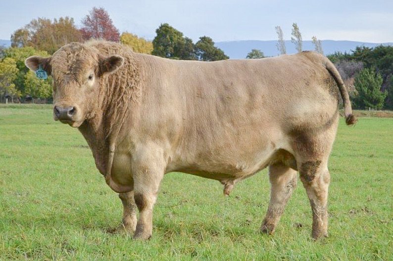 Woodbourn Paringa P49