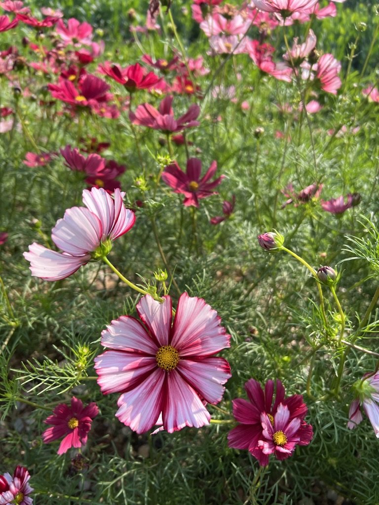 5 stem bunches - Cosmos