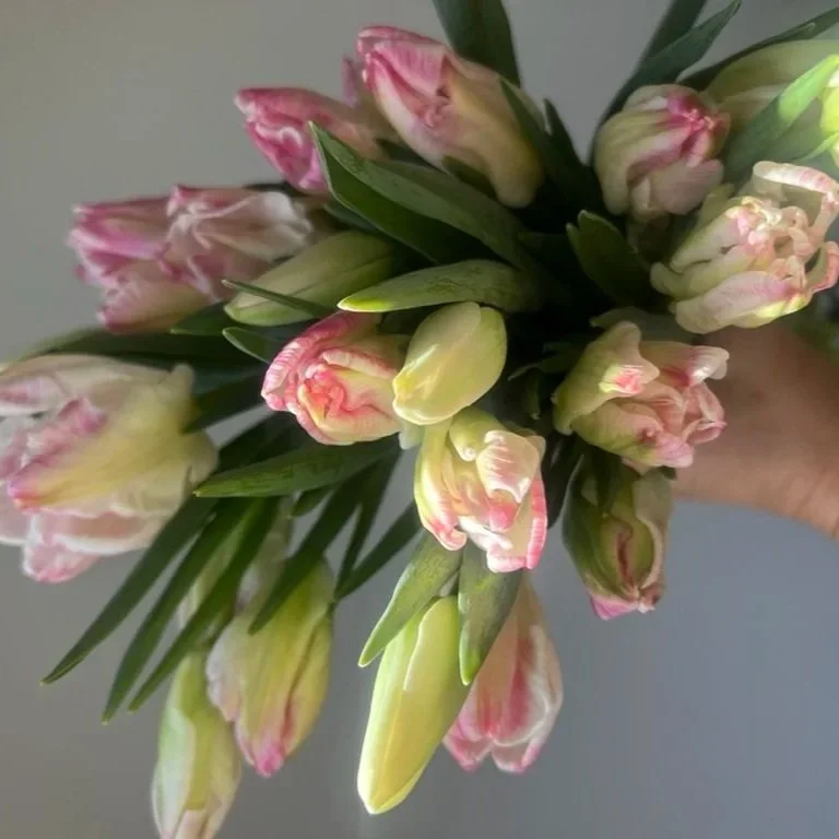 Winter tulip bunches