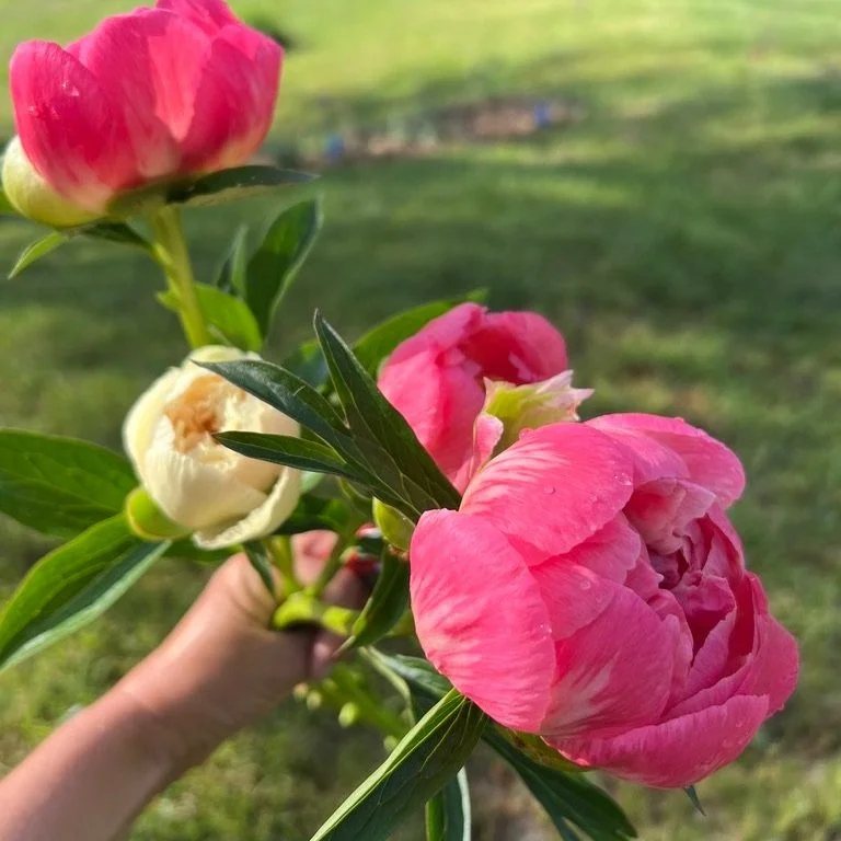 Mother's Day Arragngement