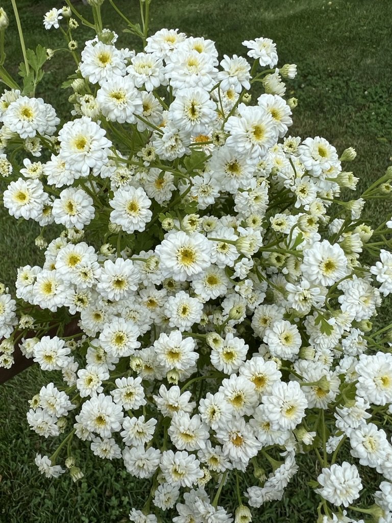 5 stem bunches- Feverfew