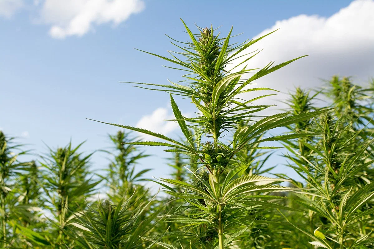 10 Ways Hemp Can Help Save Us All