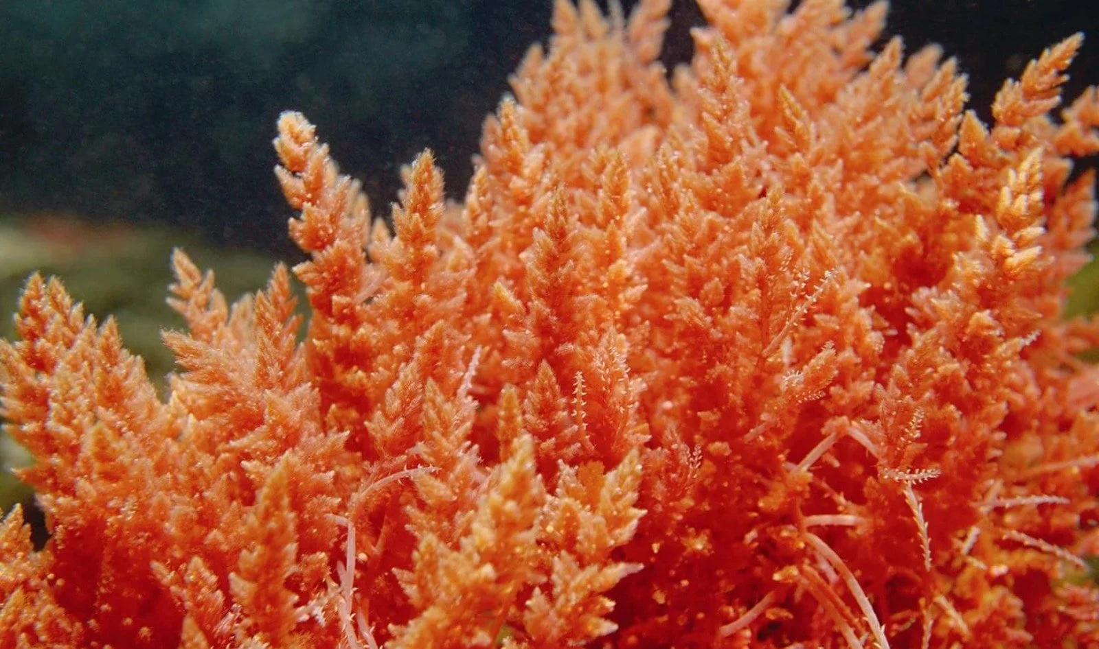Sea moss