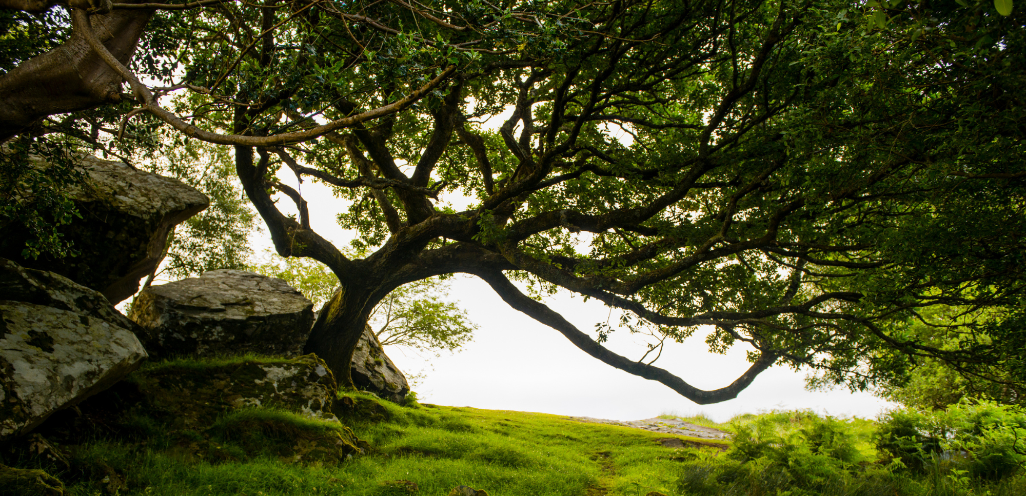 IRELAND  SCOTLAND Component v2 (7).png