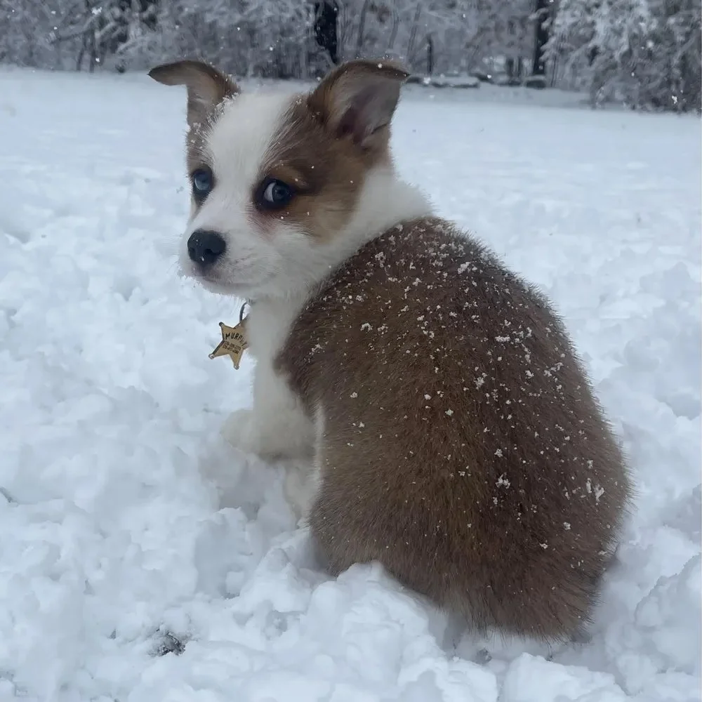 This adorable pup has melted our hearts! ❄️

Meet Murphy wearing his personalized Sheriff Star Pet Tag. 

Thanks Emi for sending in this pic!