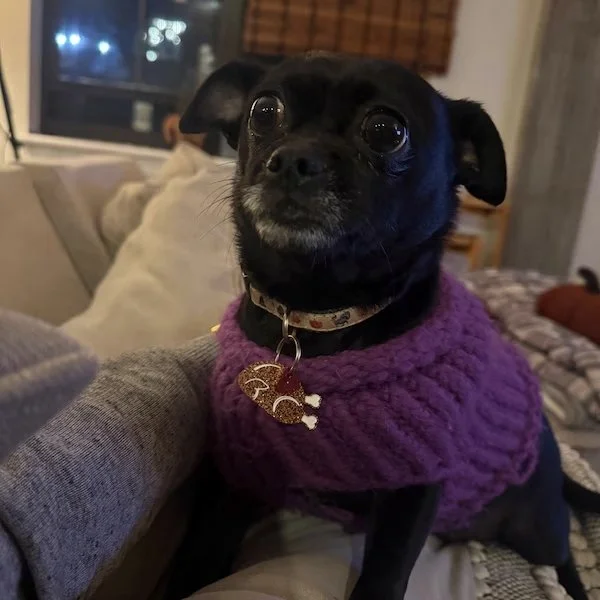 &quot;It took some serious hunting to find the perfect Thanksgiving vibe, but we finally struck gold&mdash;for the dog! Now she&rsquo;s strutting around like the star of the feast, looking fabulous and ready to gobble up compliments (and maybe a few 