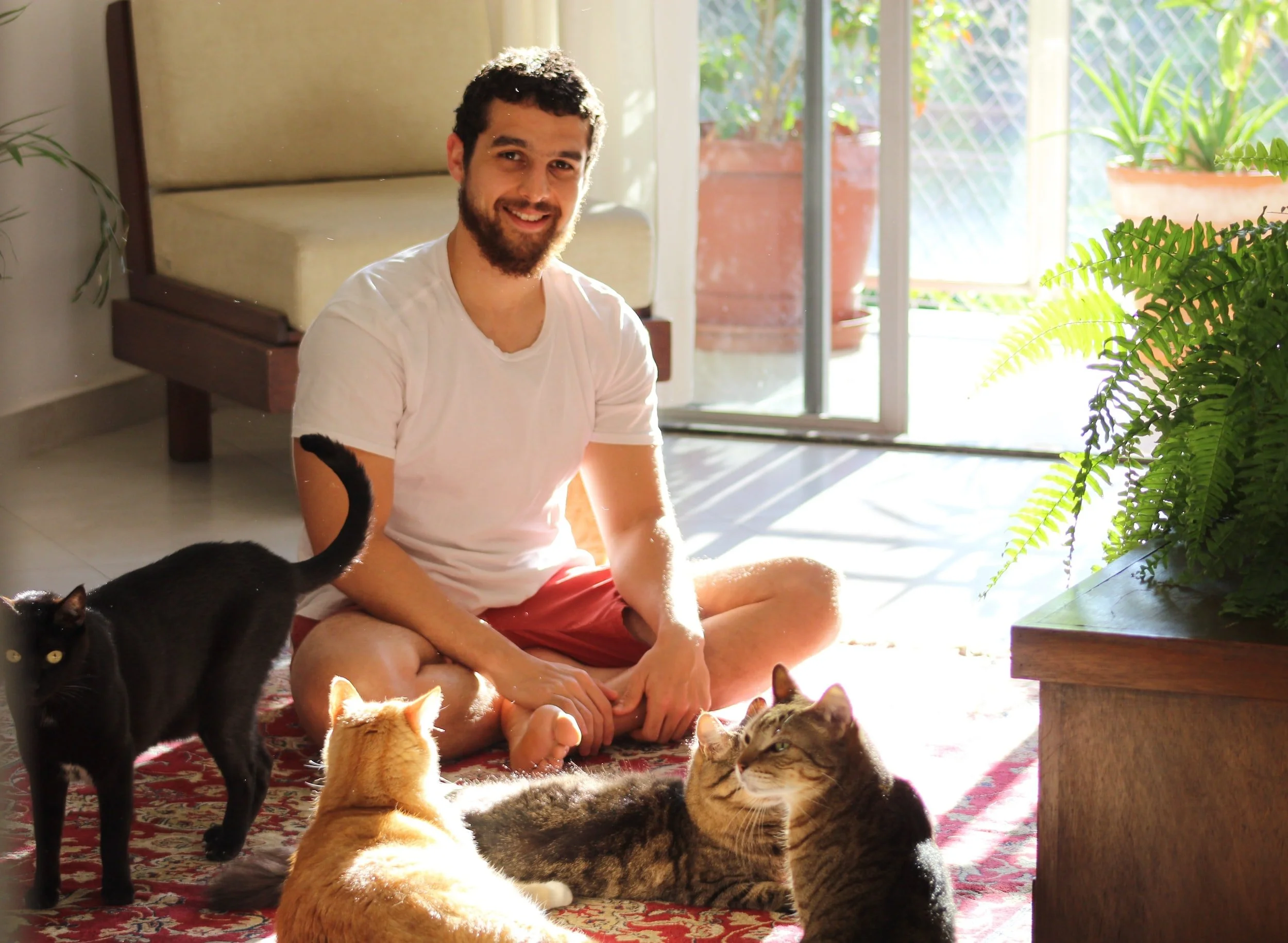 Man sitting on a rug with four cats, sunlight, indoor plants
